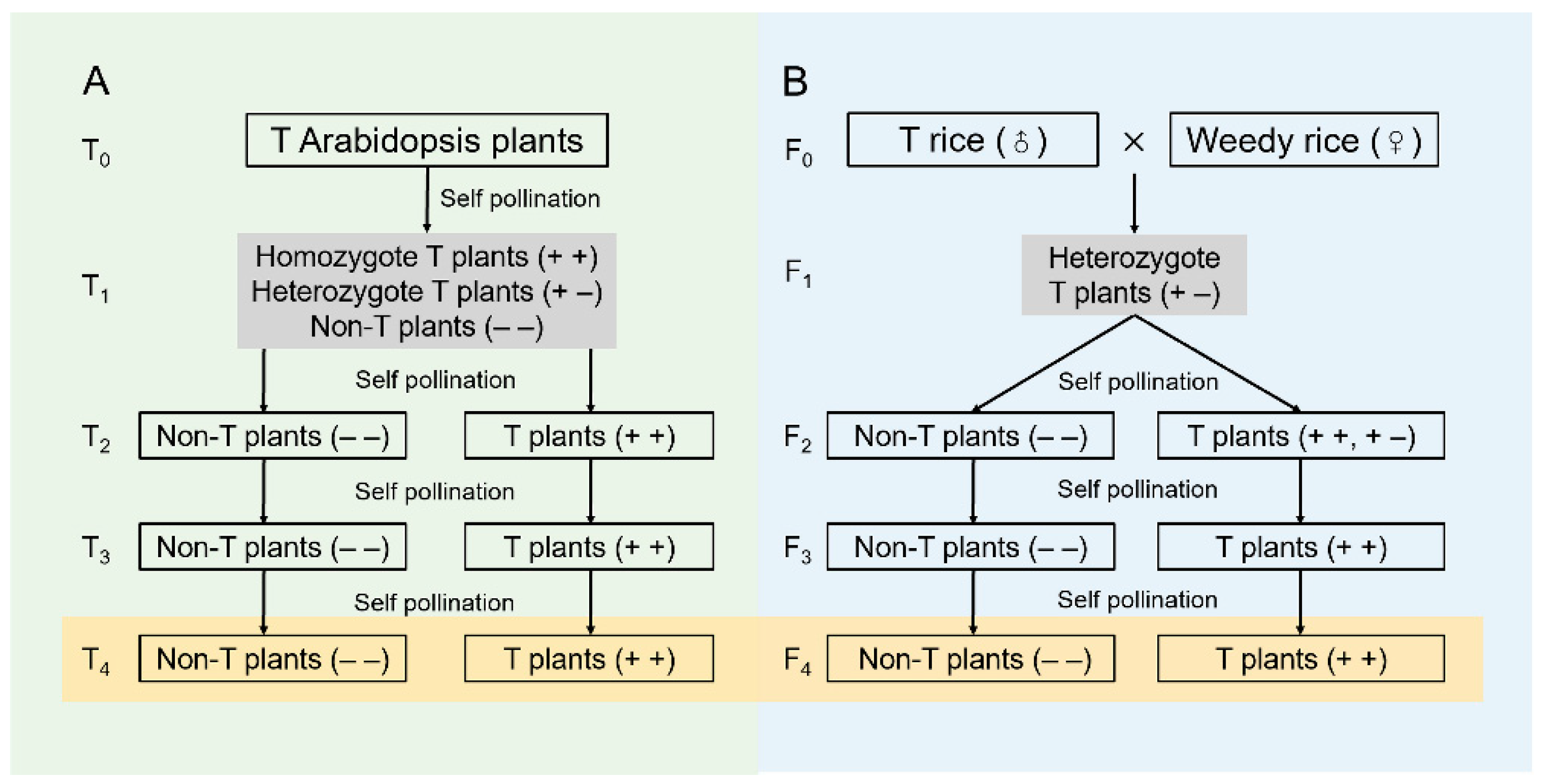 Biology 13 00742 g002