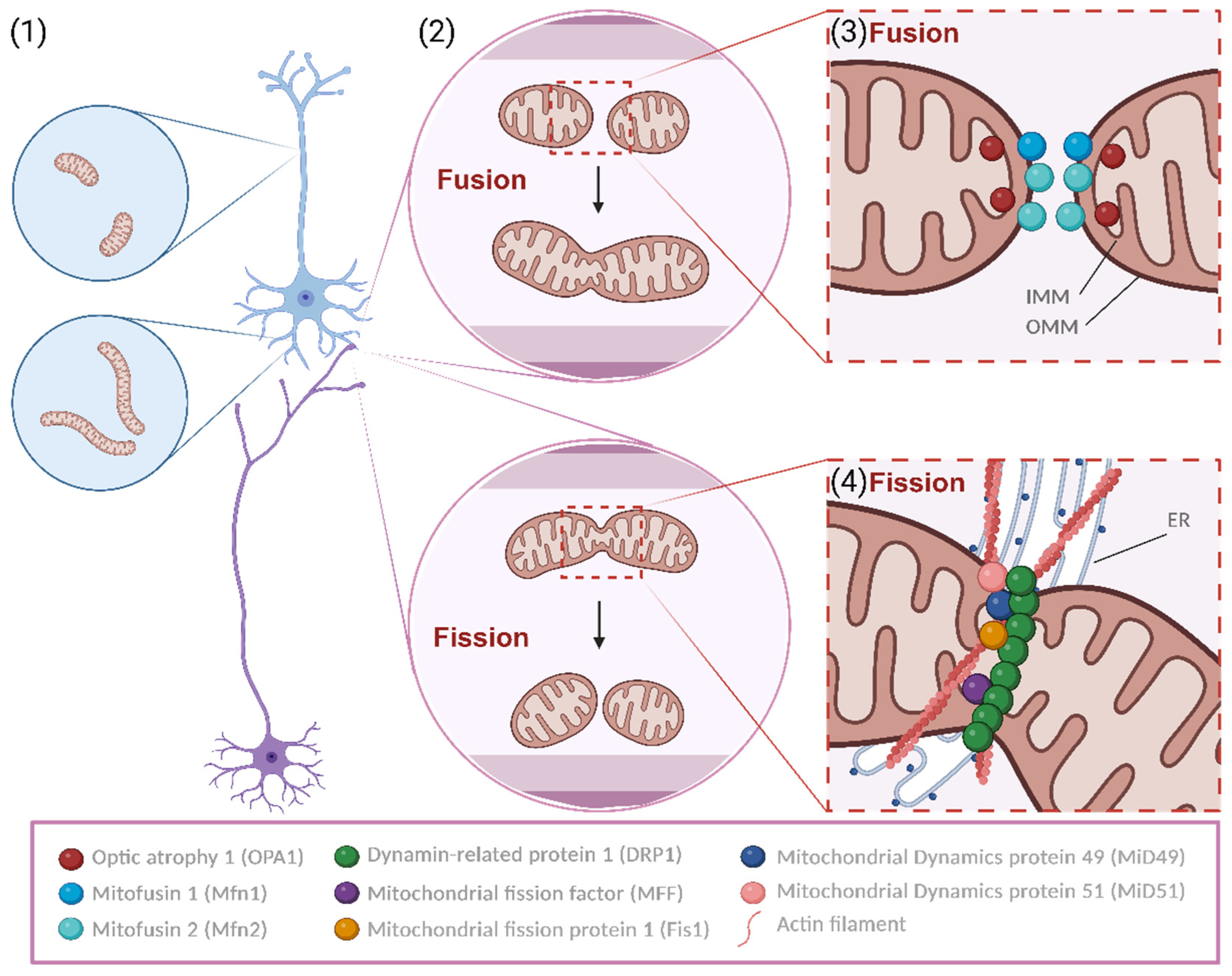 Biology 13 00746 g001