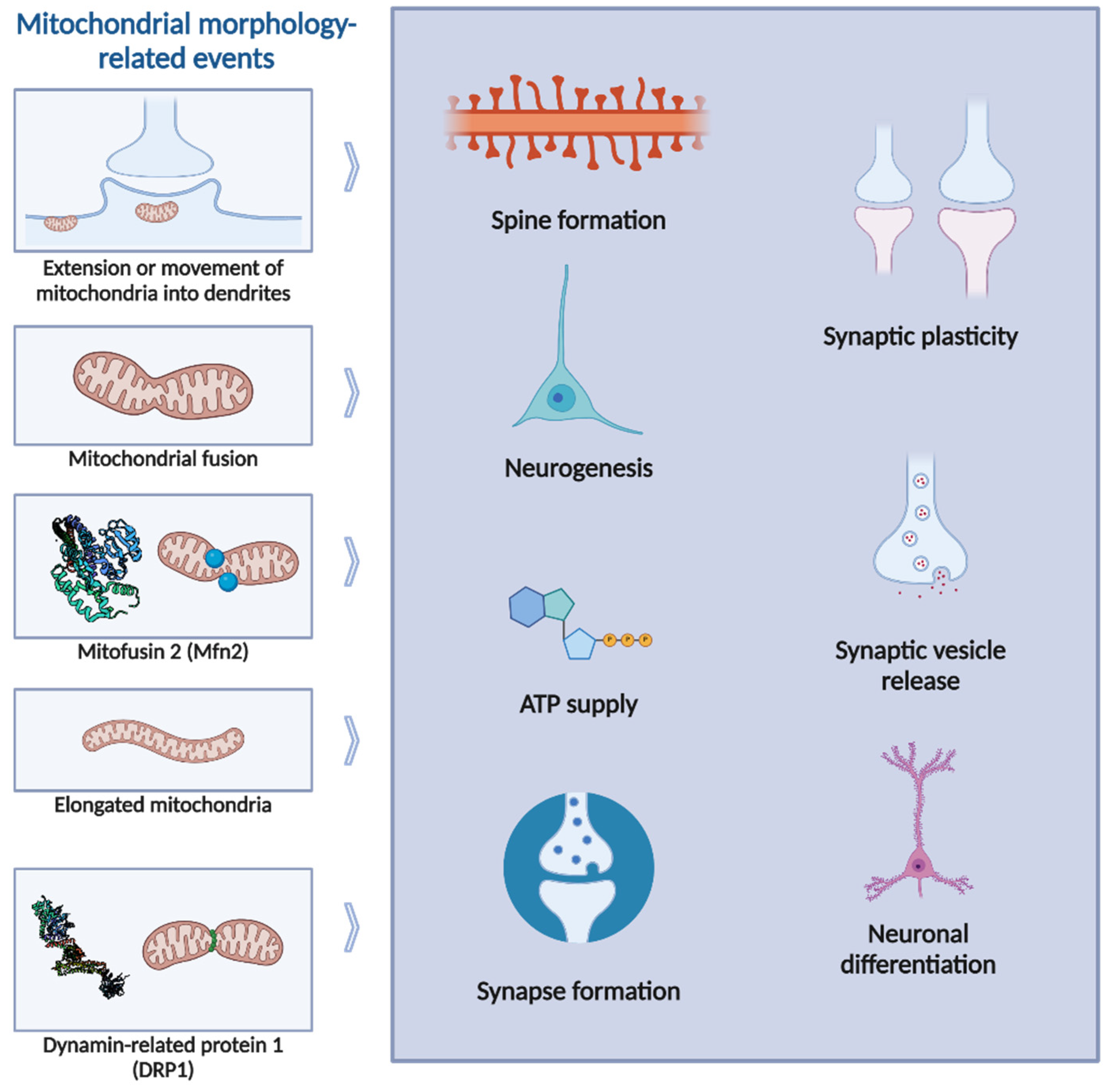 Biology 13 00746 g002