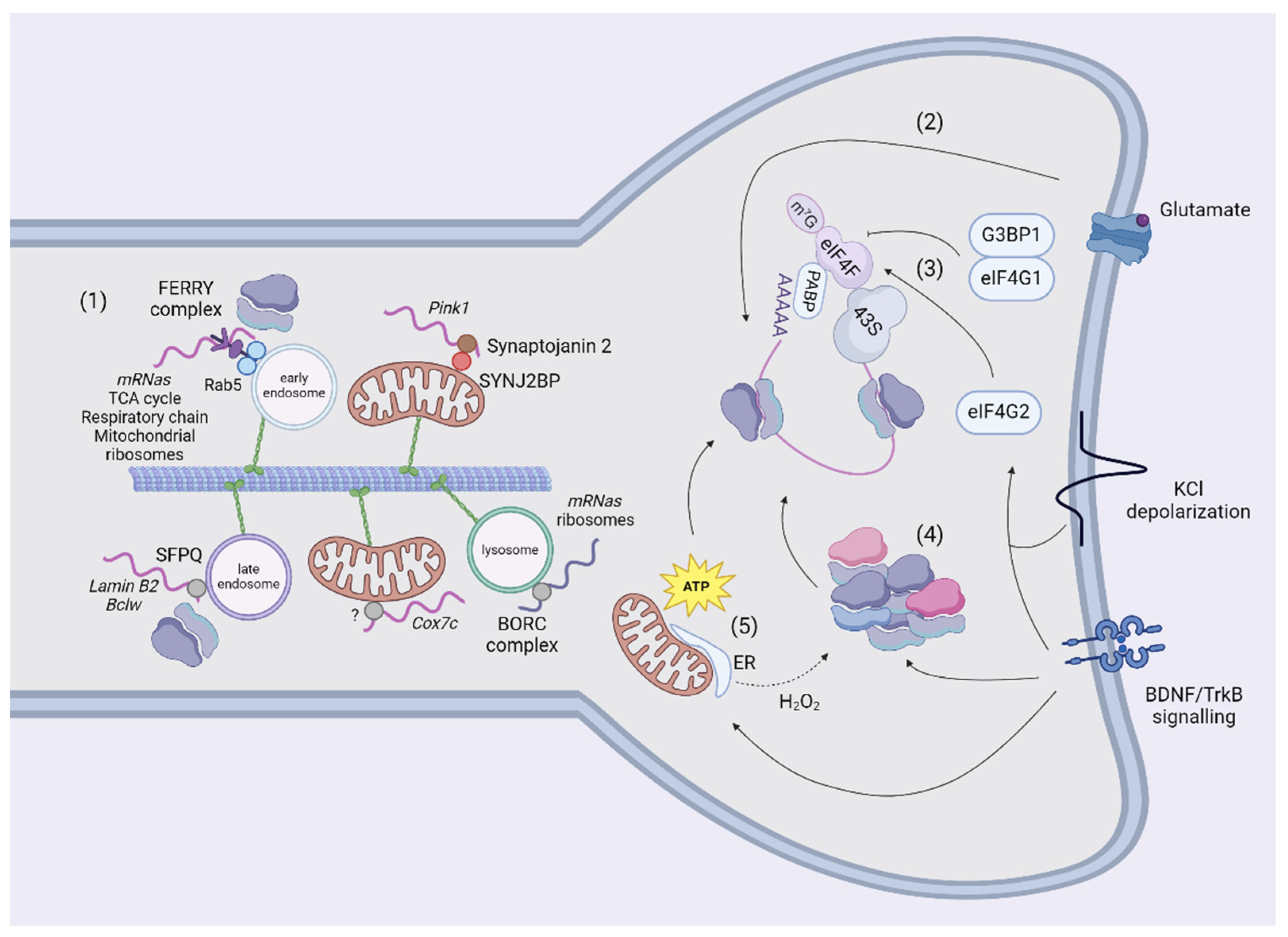 Biology 13 00746 g003