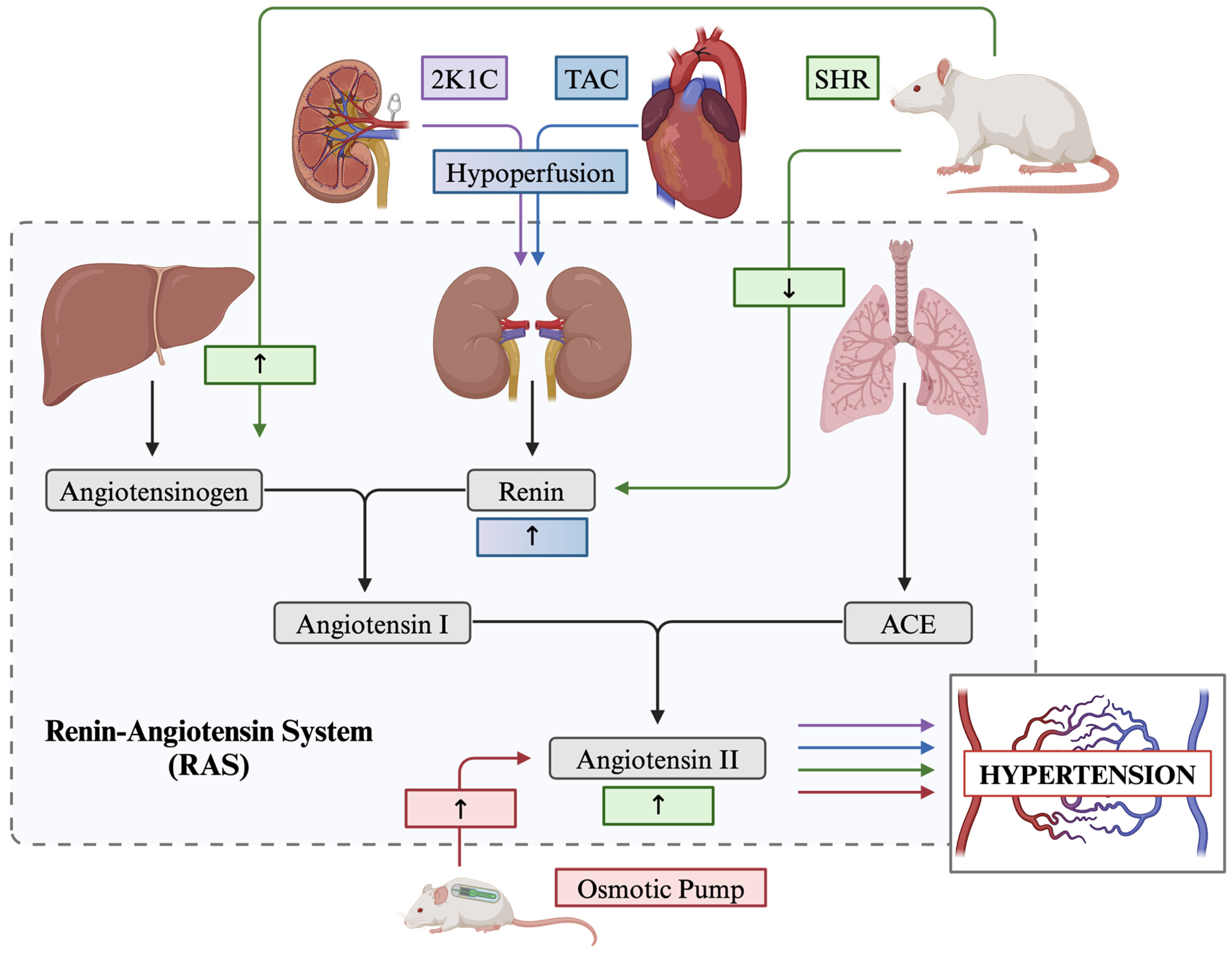 Biology 13 00764 g001