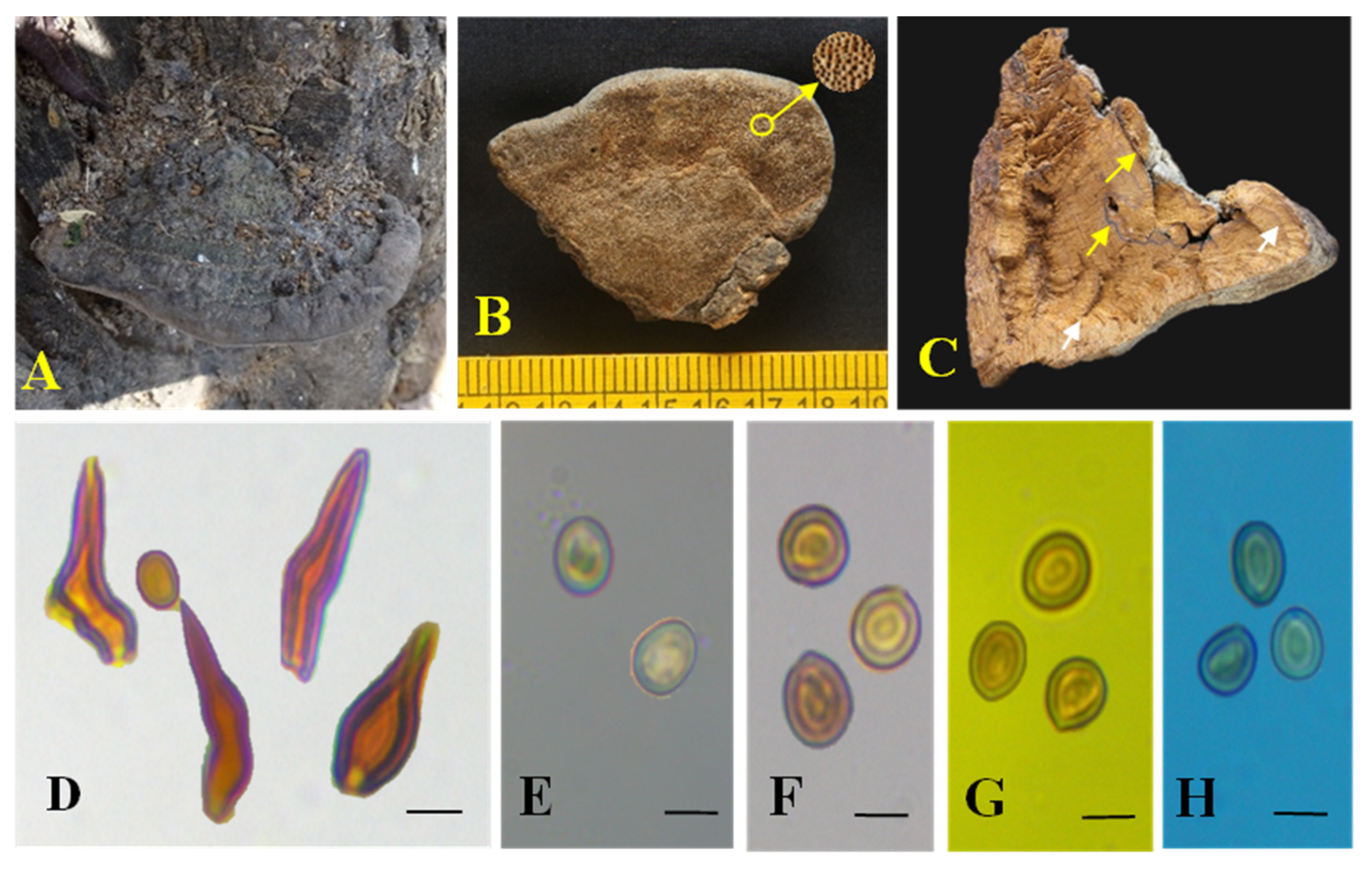 Biology 13 00770 g002