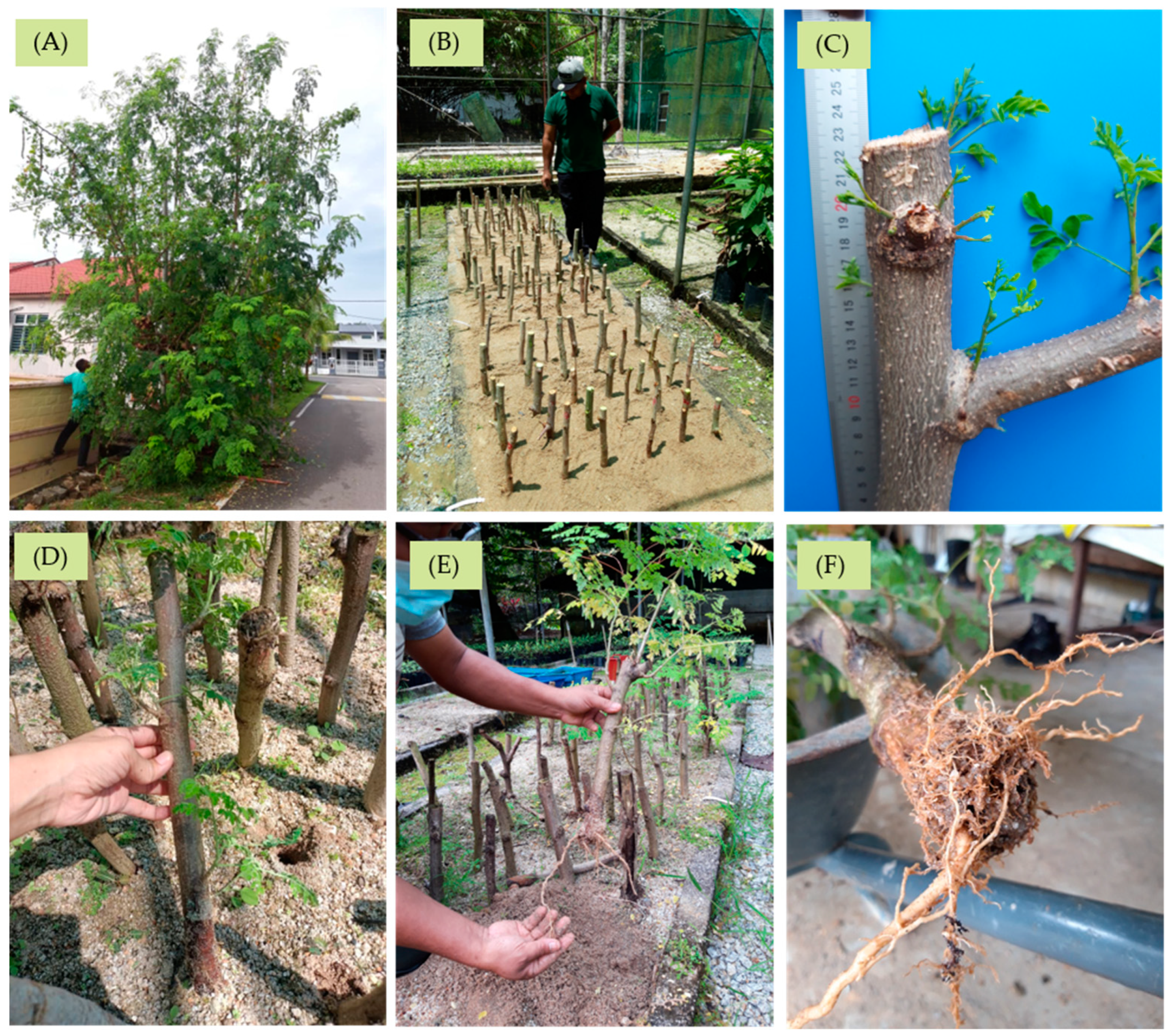 Biology 13 00785 g006