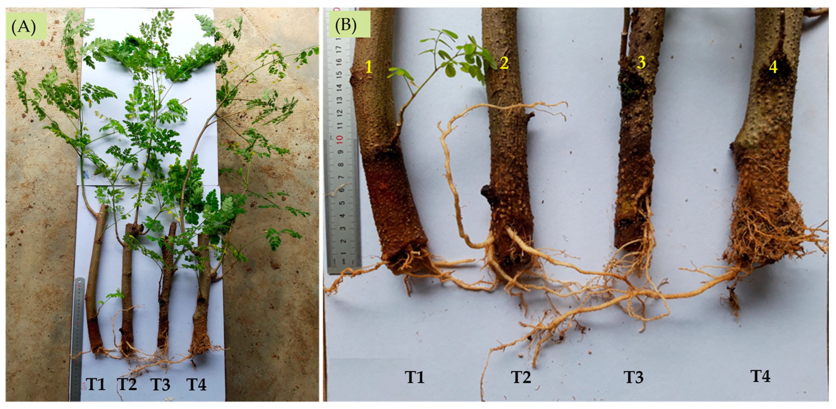 Biology 13 00785 g007