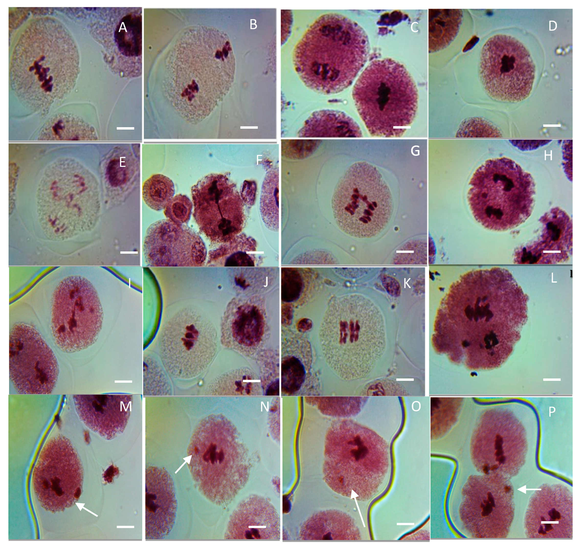 Biology 13 00805 g009