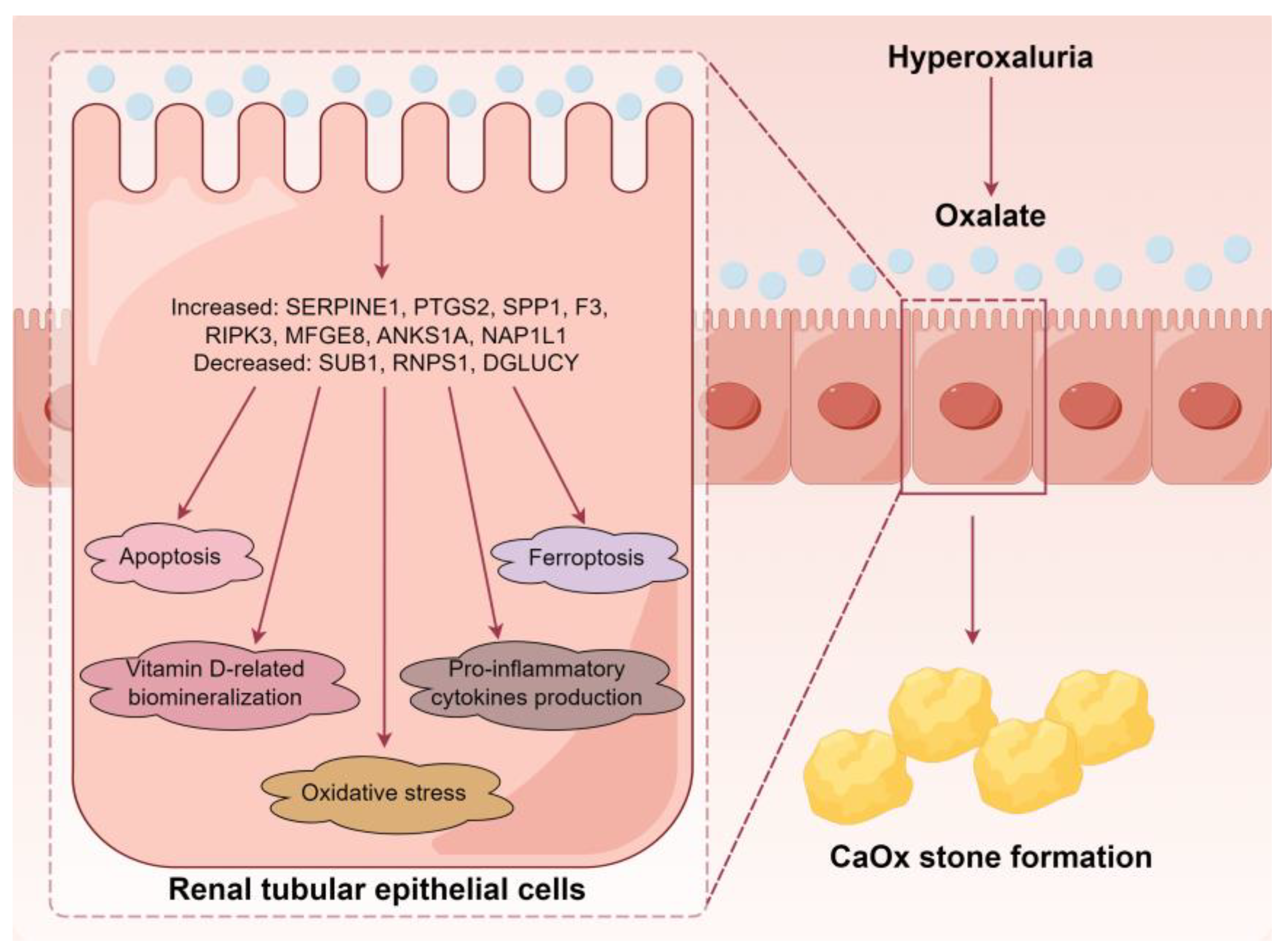 Biology 13 00814 g008 Biology 13 00814 g008