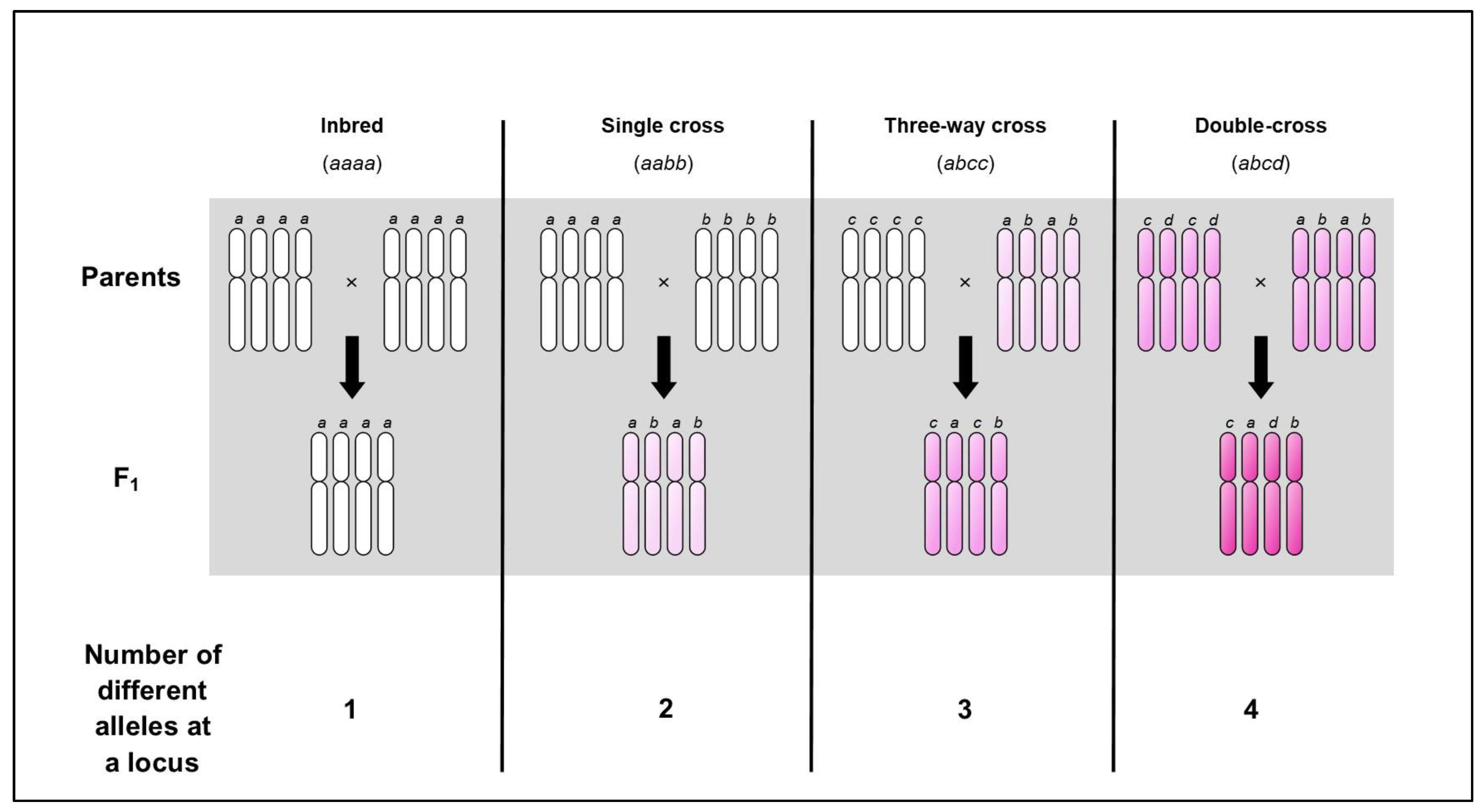 Biology 13 00817 g001