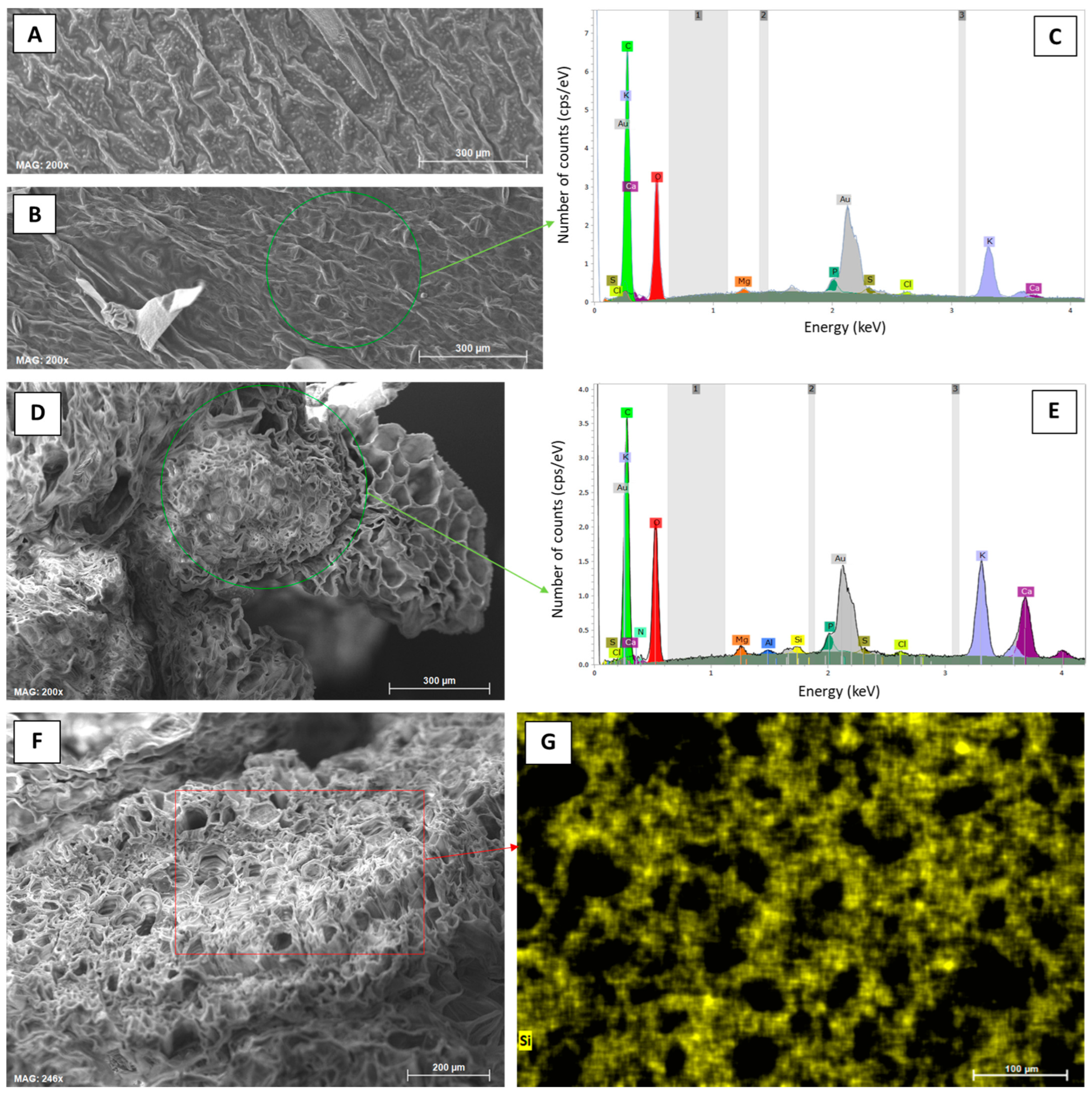 Biology 13 00828 g005