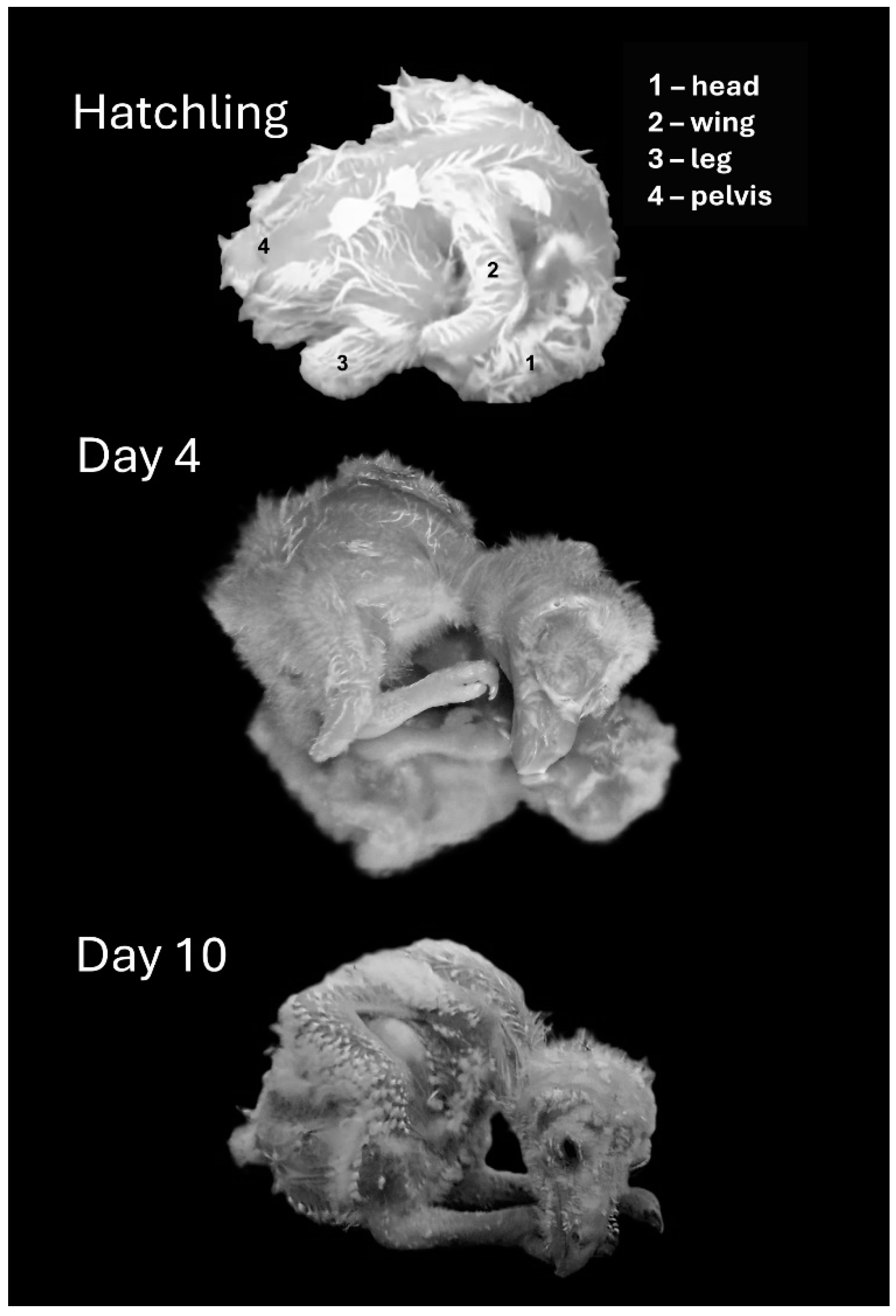Biology 13 00834 g004