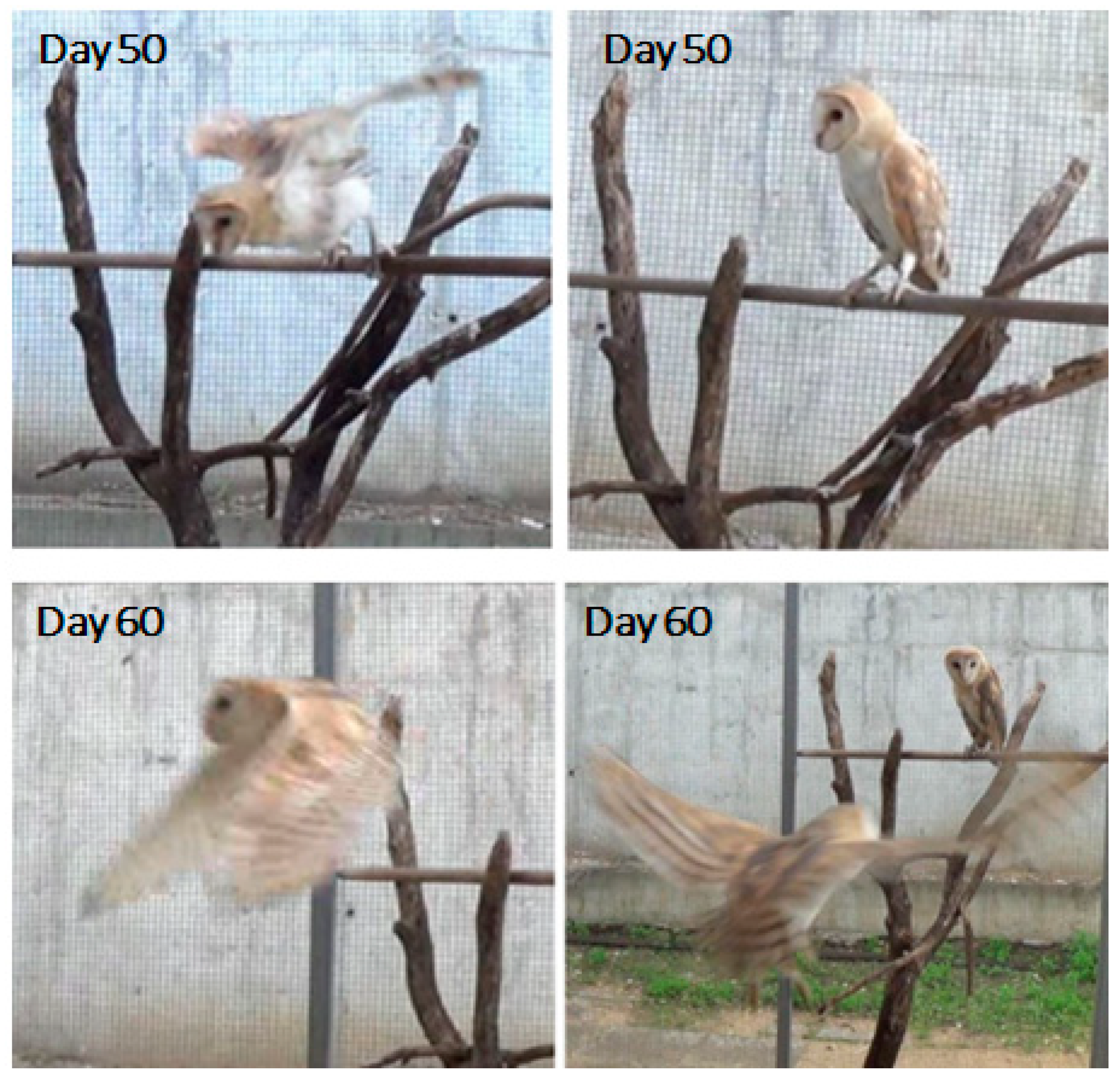 Biology 13 00834 g007