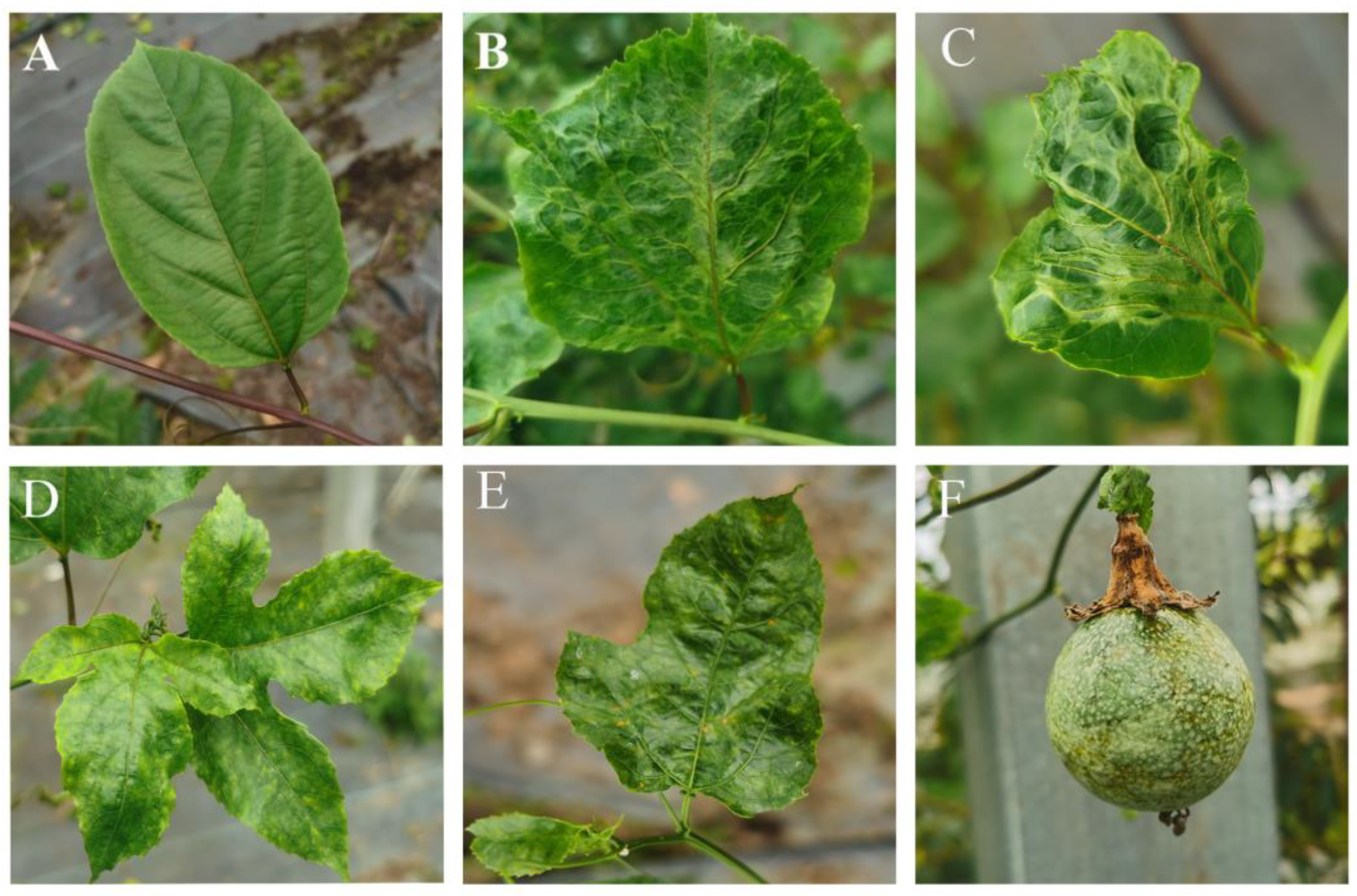 Biology 13 00839 g004