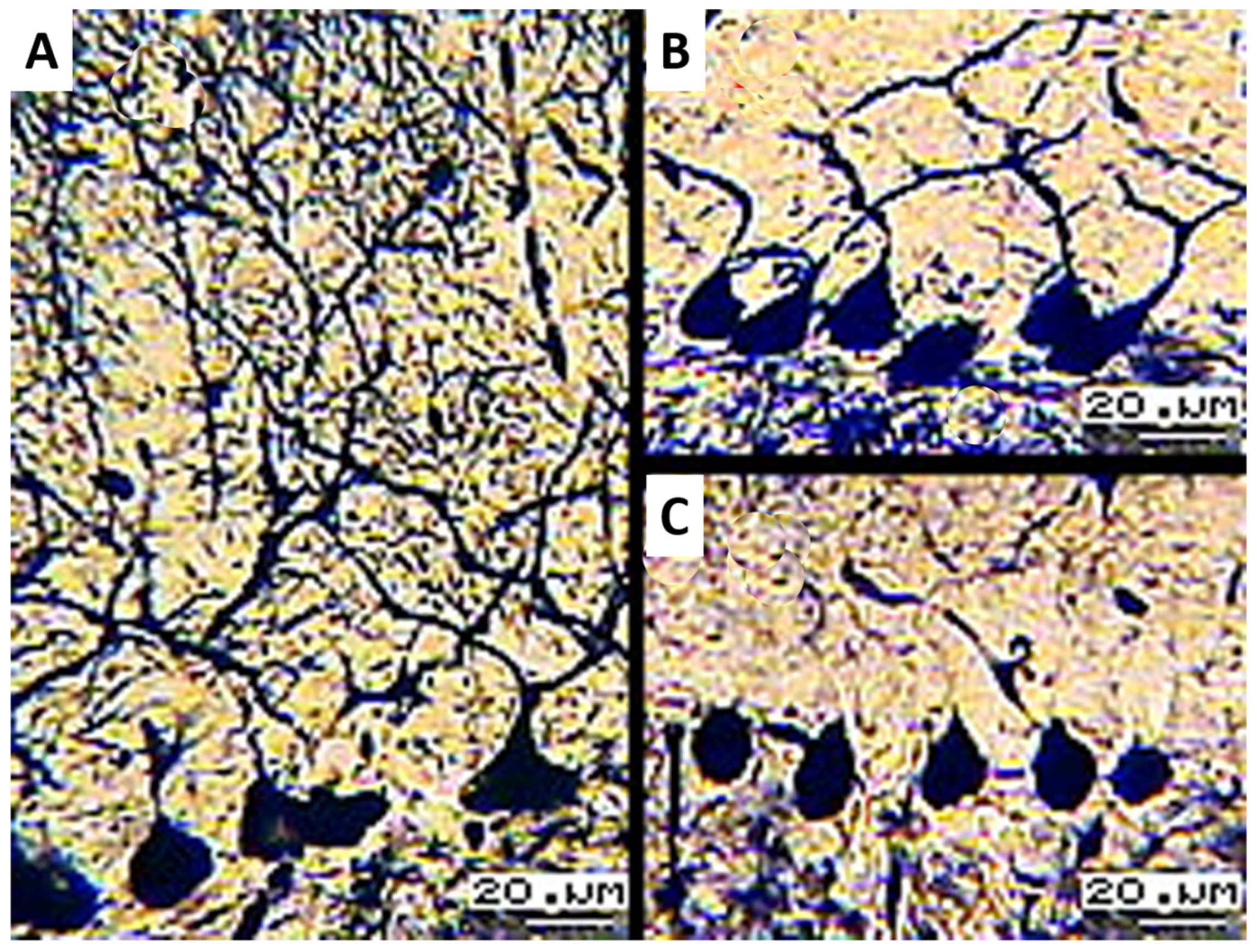Biology 13 00840 g001