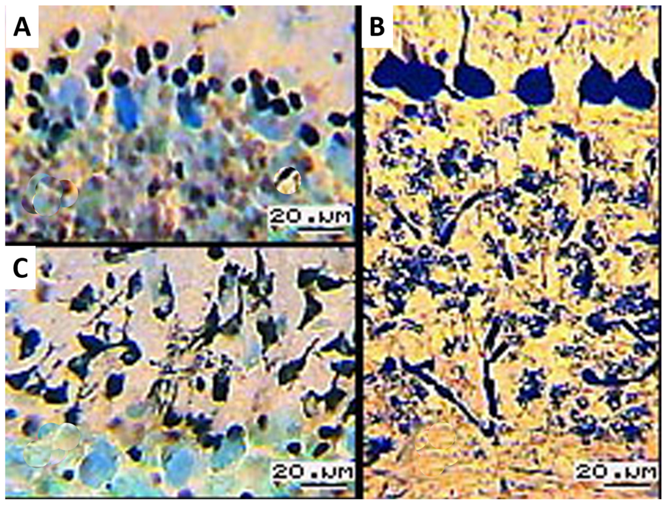 Biology 13 00840 g002