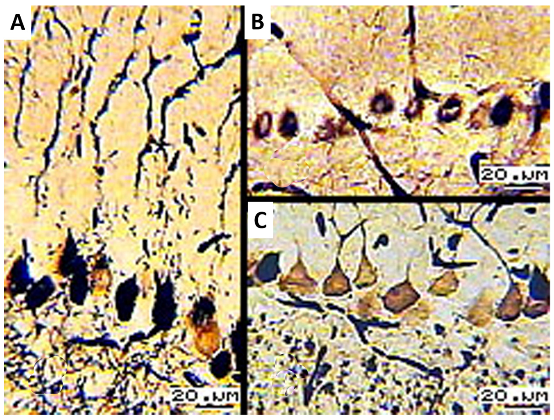 Biology 13 00840 g003