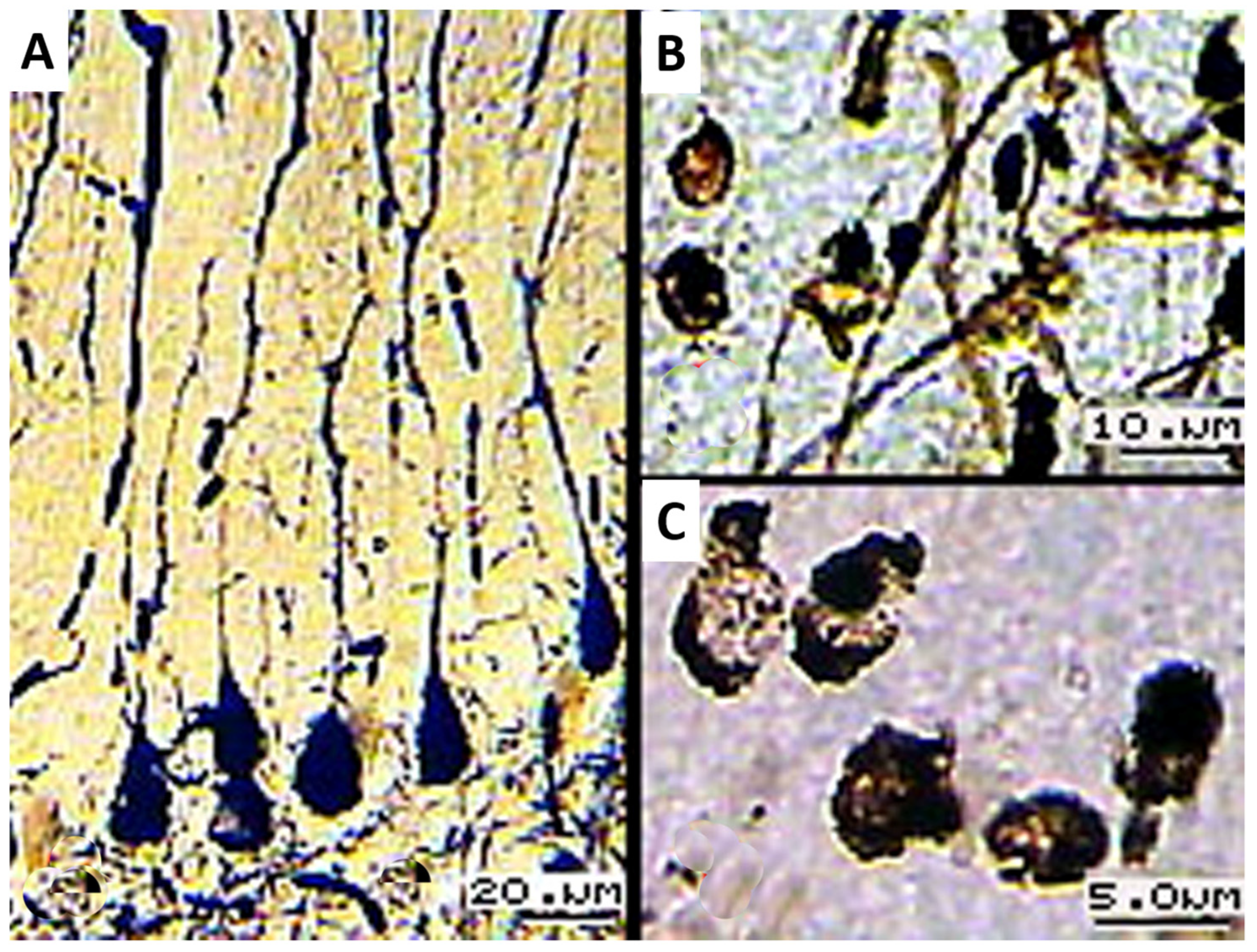 Biology 13 00840 g006