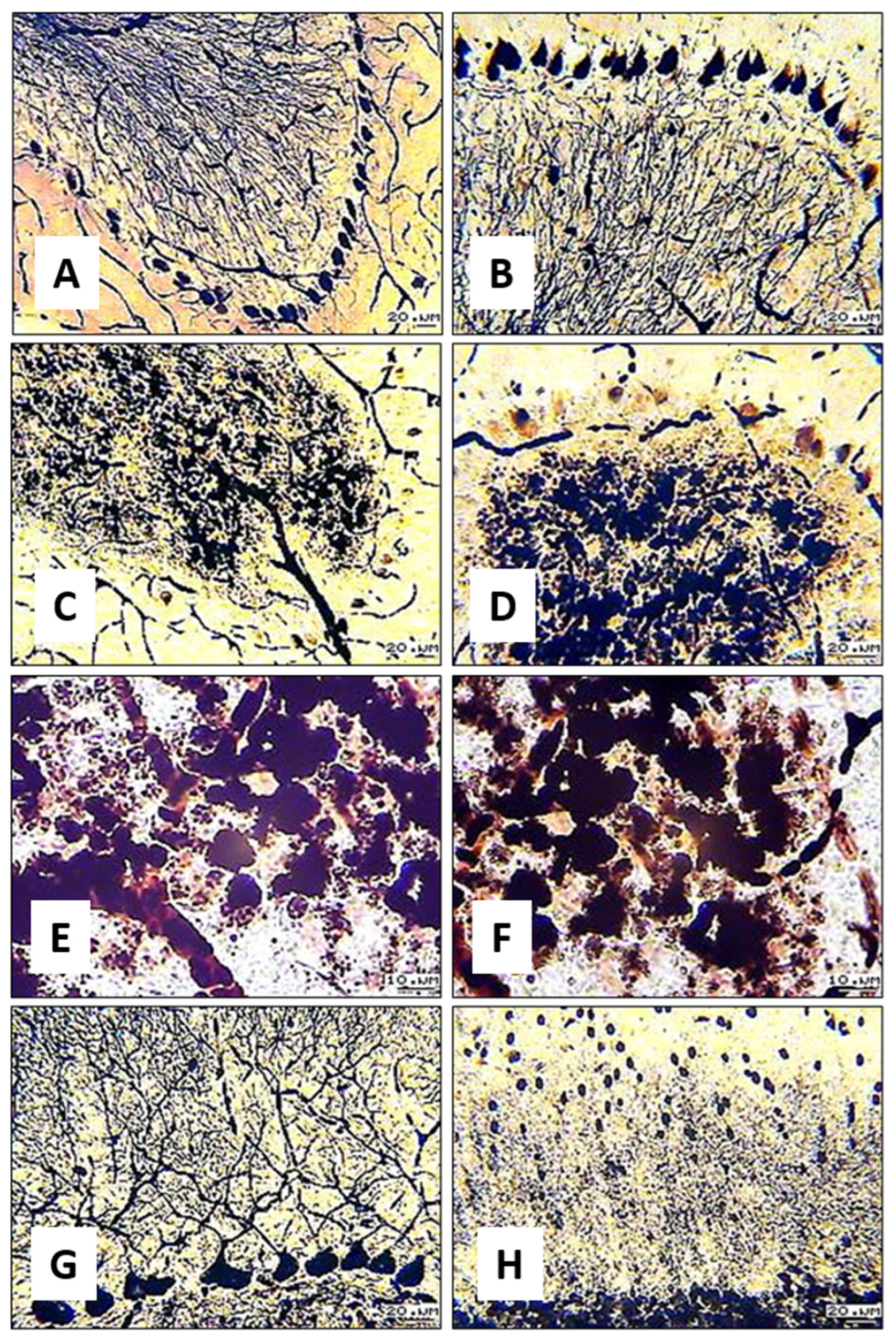Biology 13 00840 g007