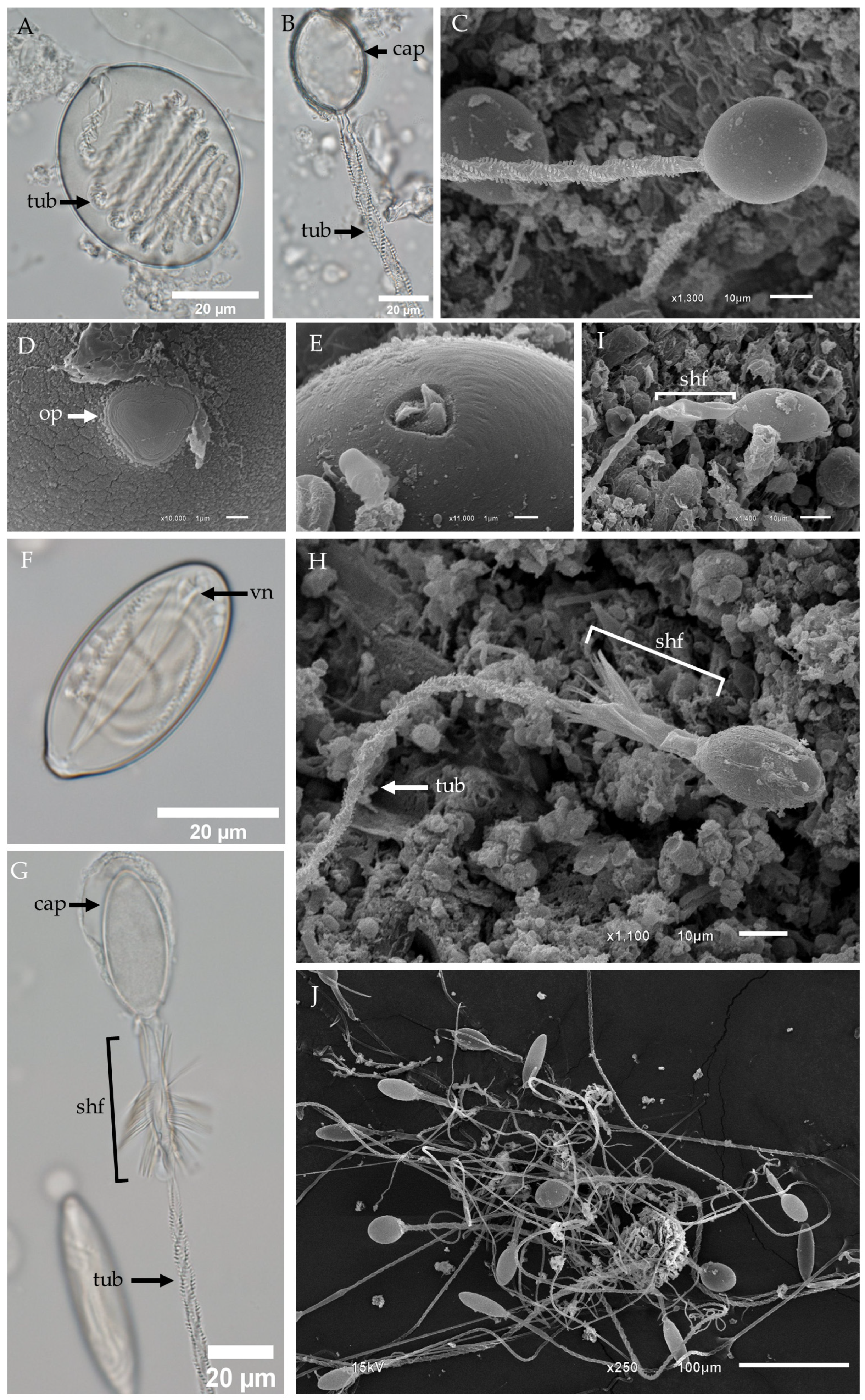 Biology 13 00845 g002