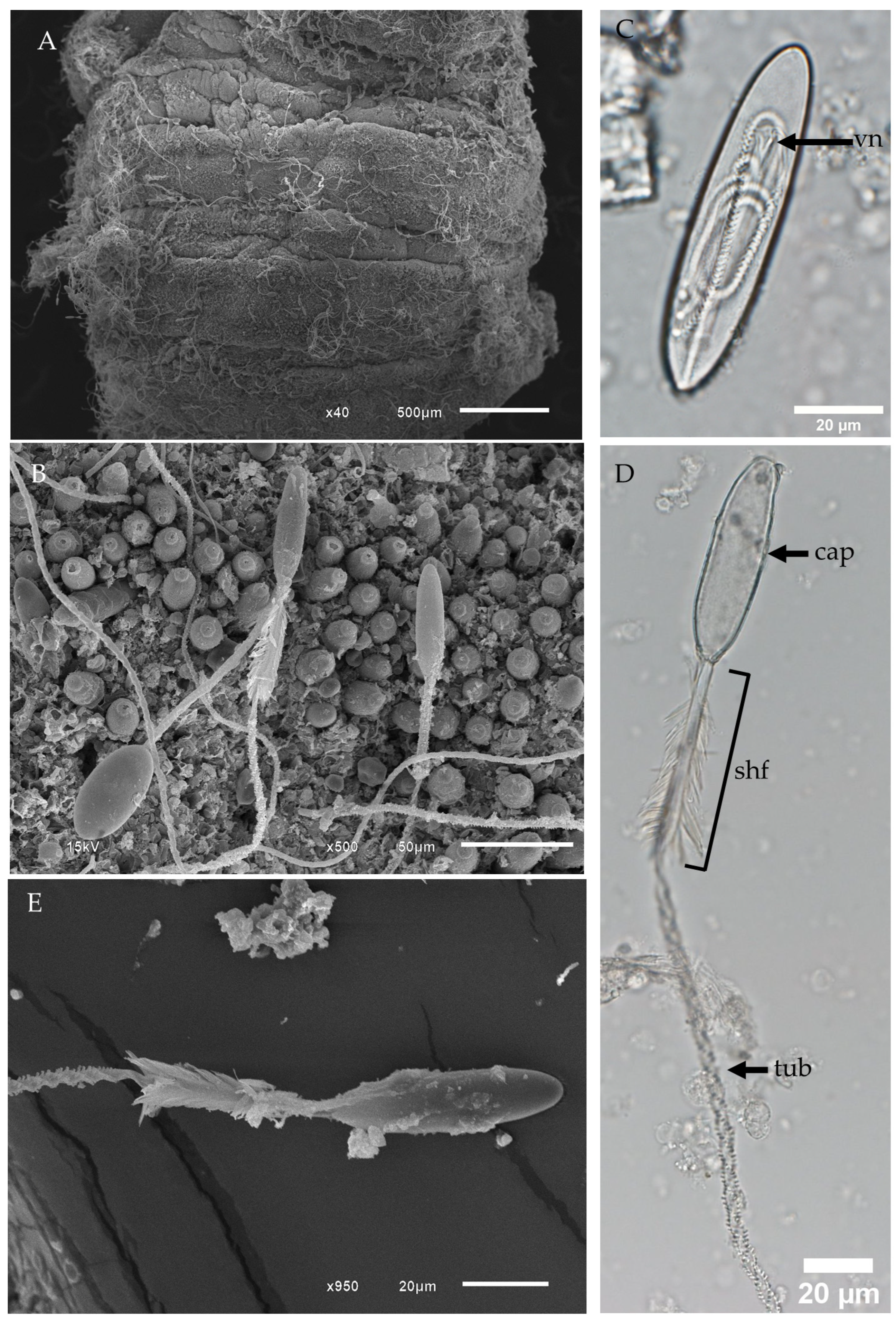 Biology 13 00845 g003