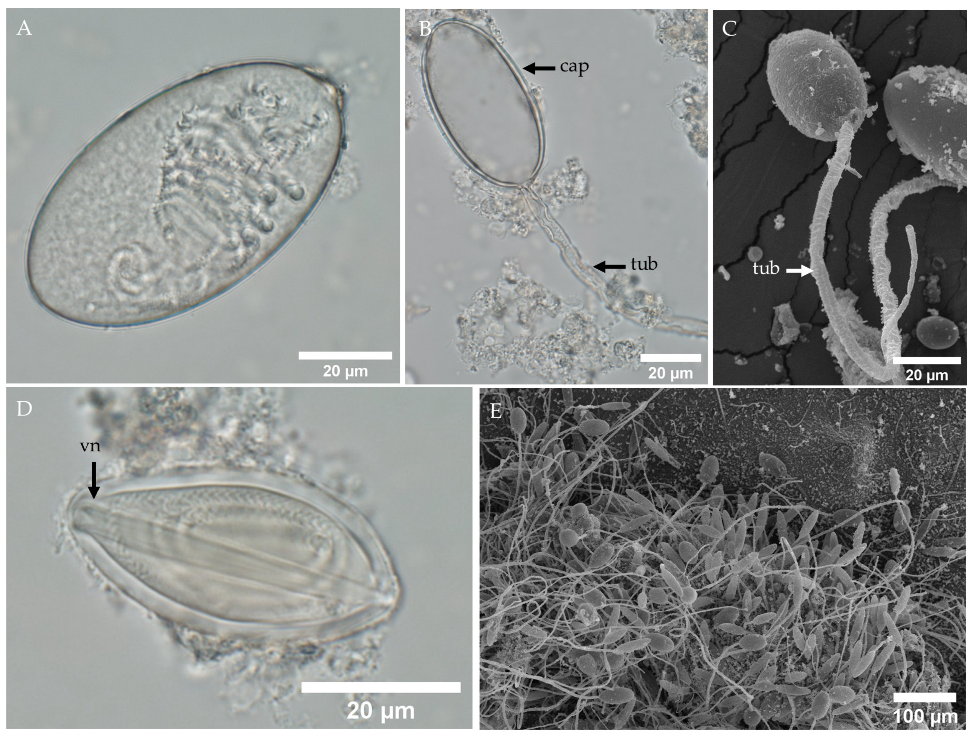 Biology 13 00845 g004