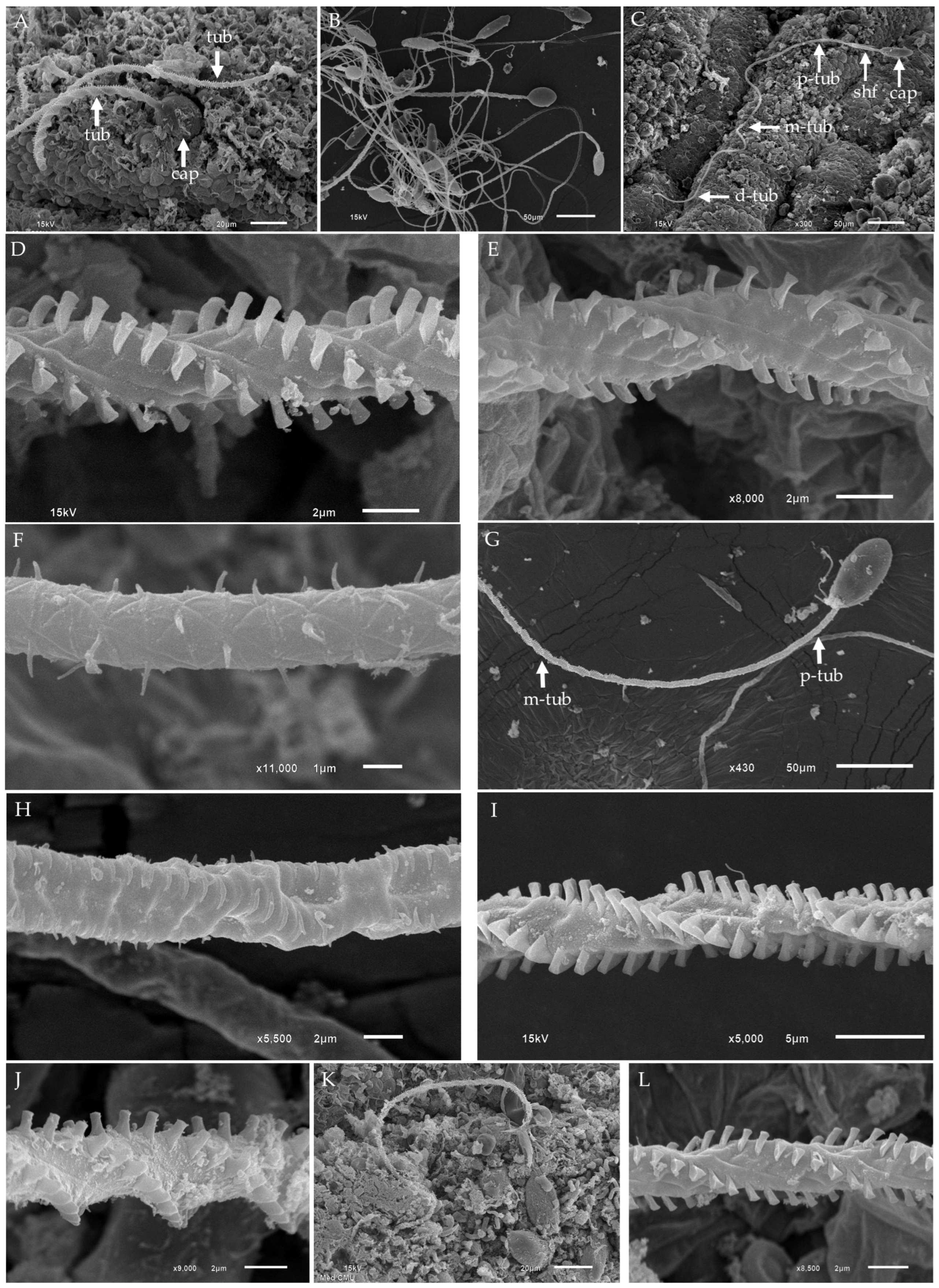 Biology 13 00845 g005