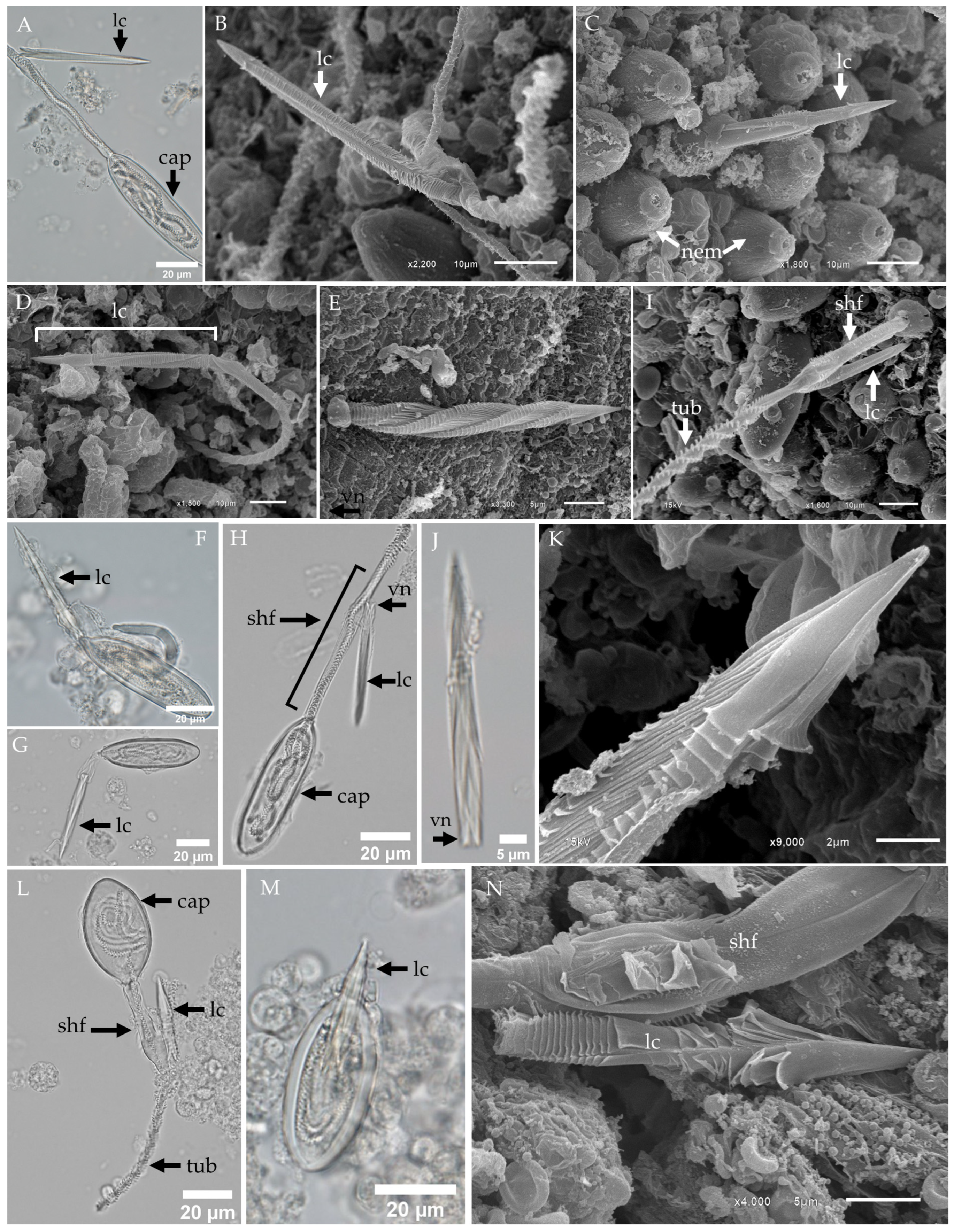 Biology 13 00845 g006