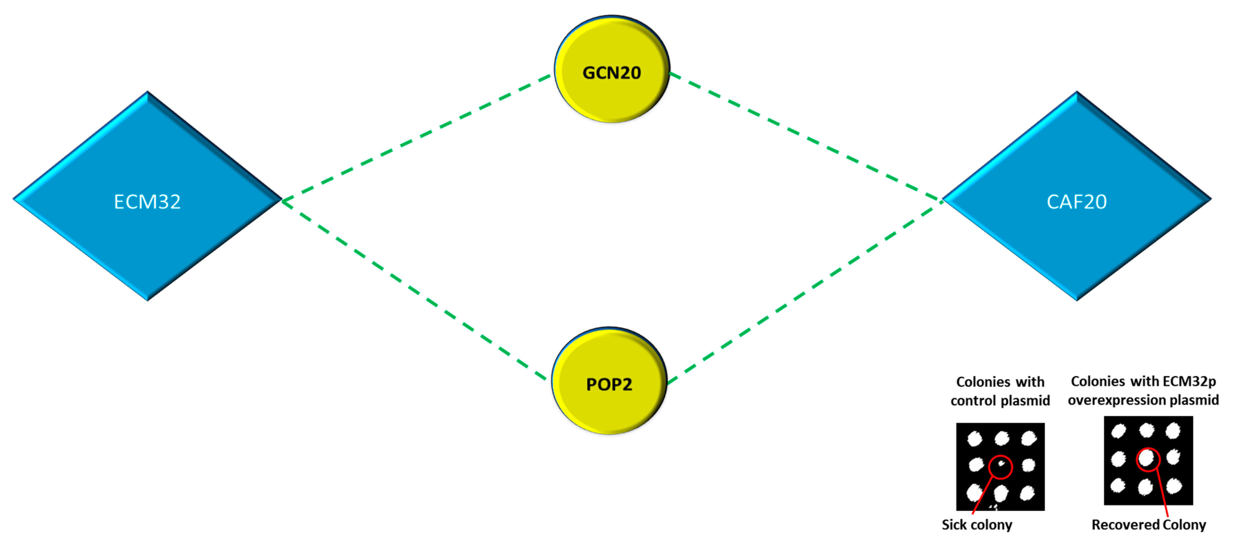 Biology 13 00884 g009 Biology 13 00884 g009
