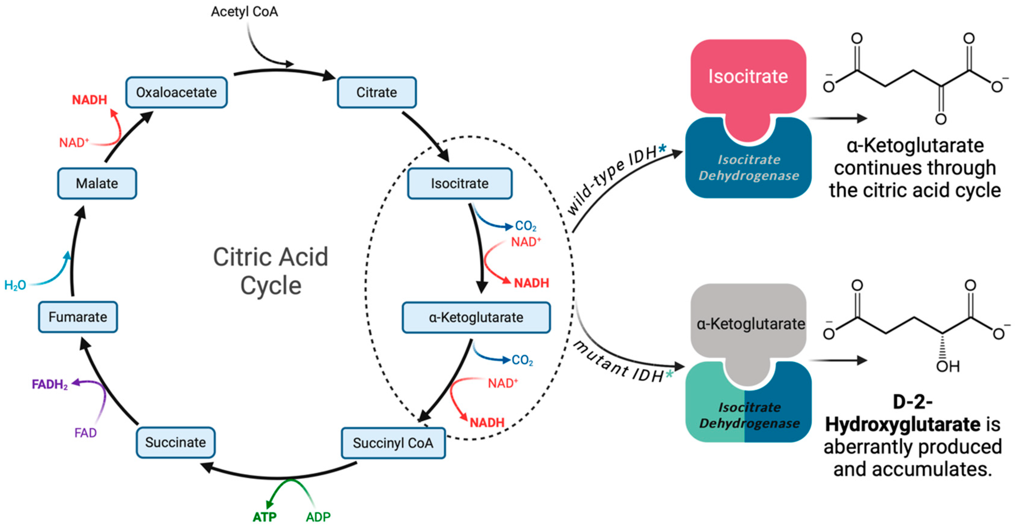 Biology 13 00885 g002