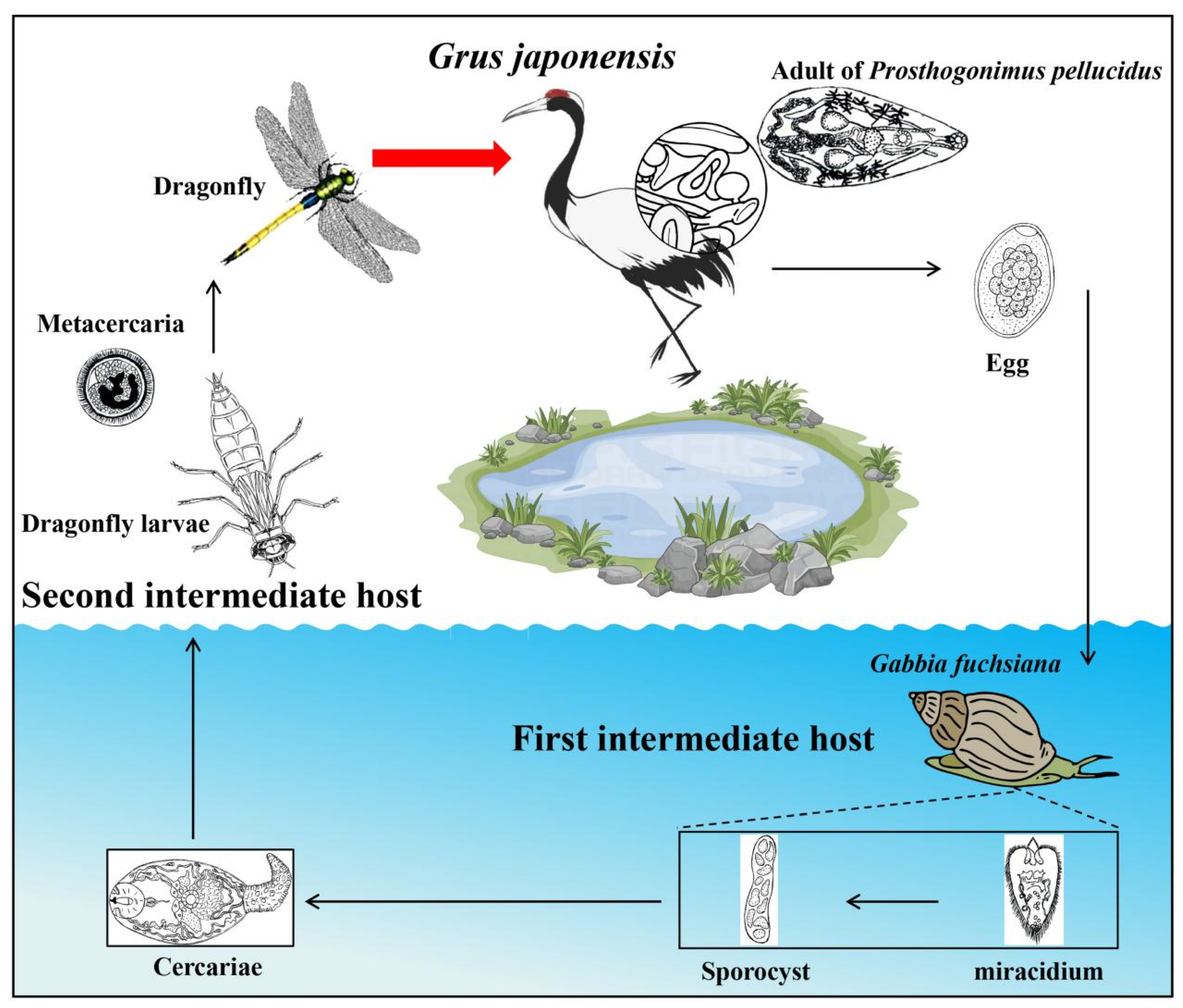 Biology 13 00900 g001