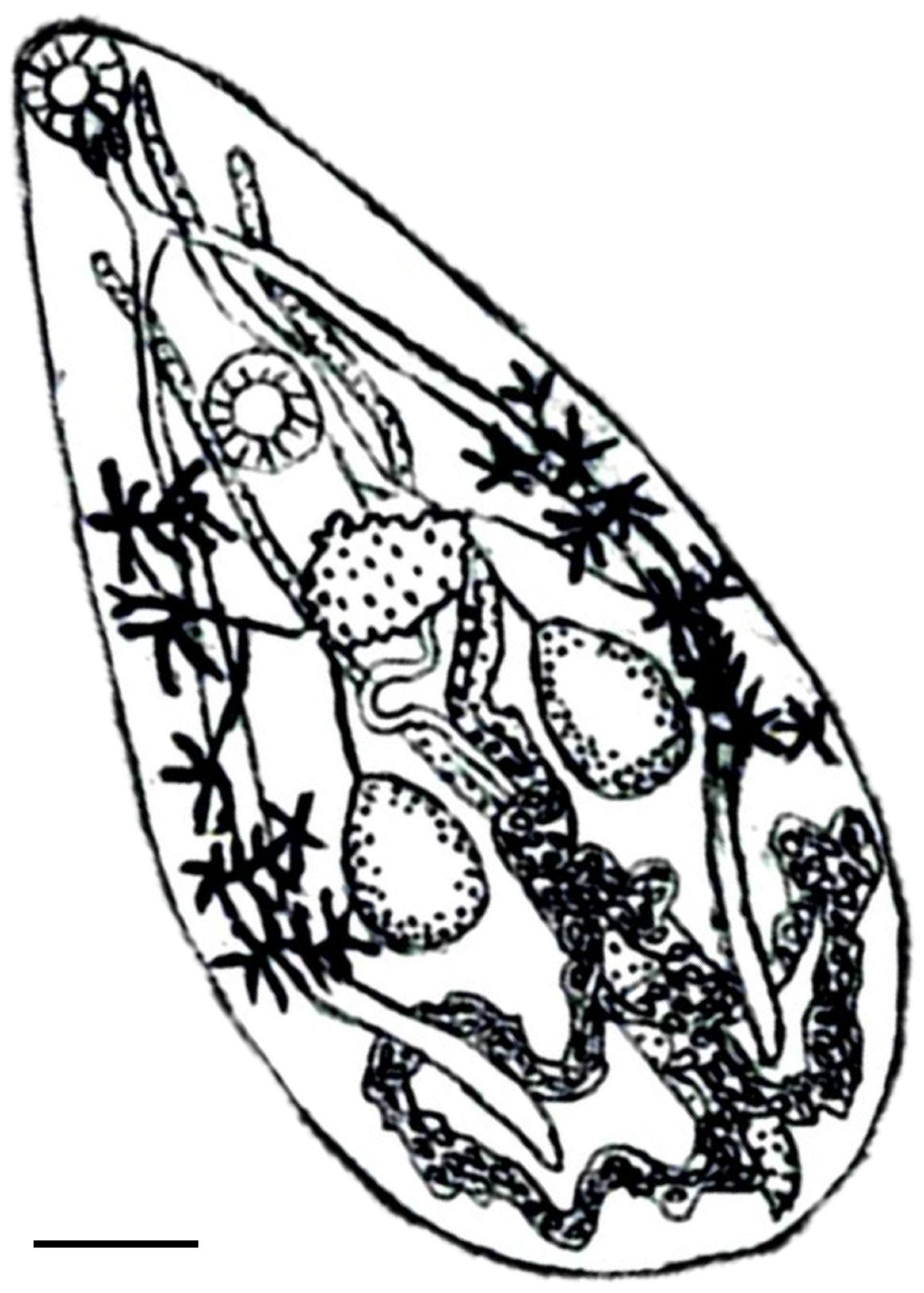 Biology 13 00900 g002