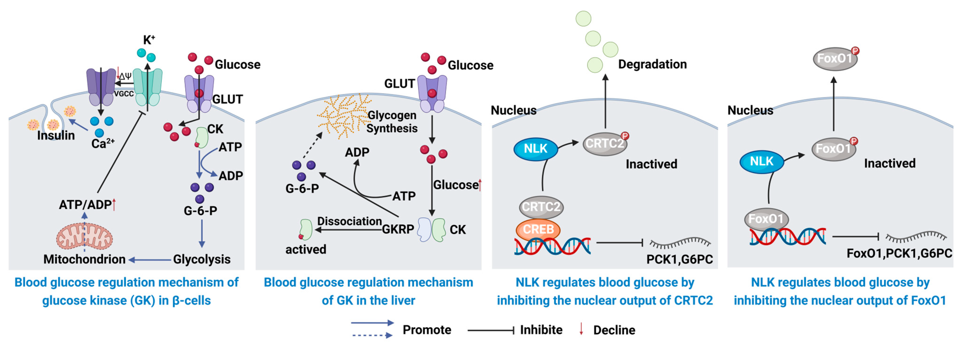 Biology 13 00904 g003
