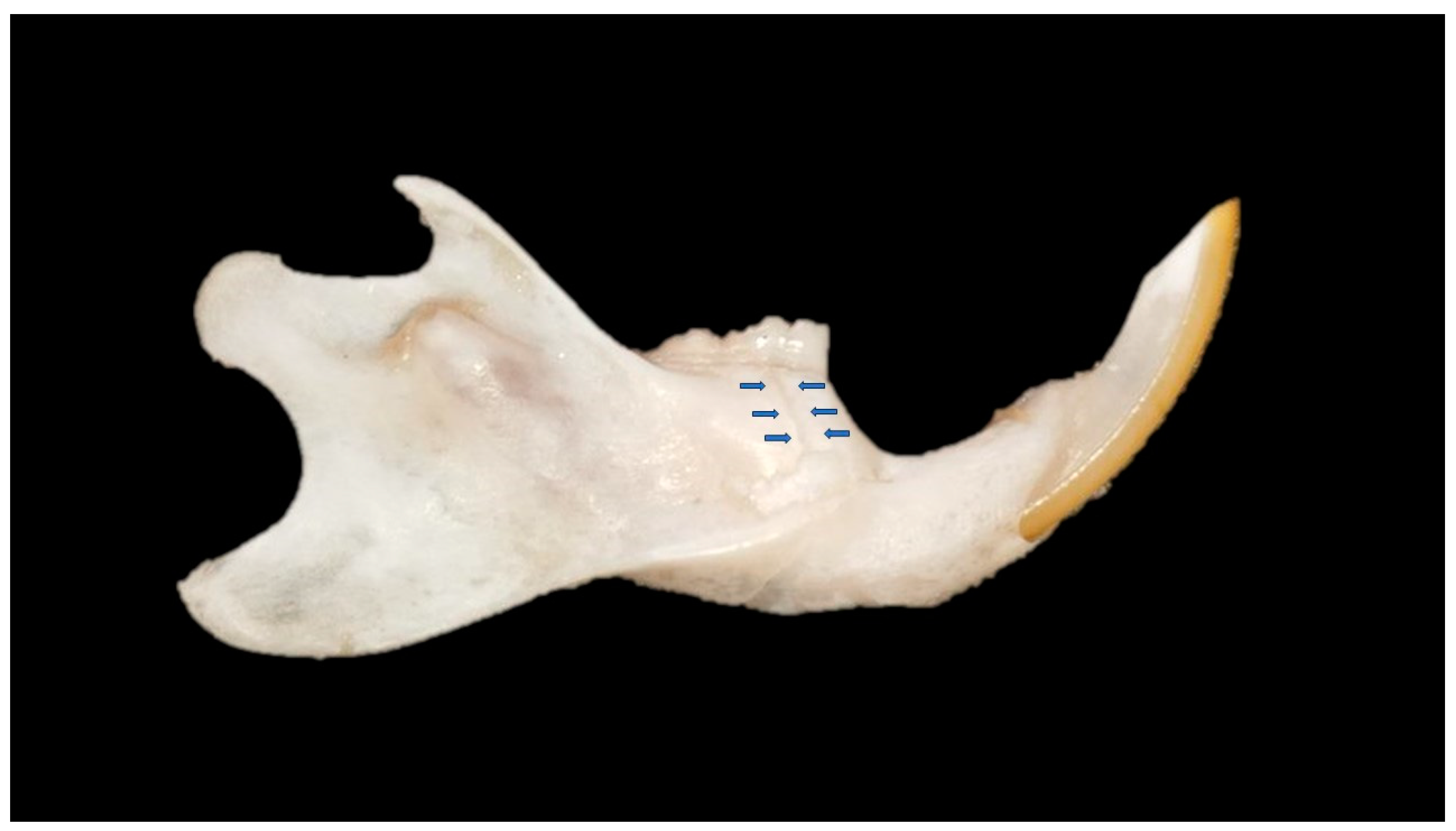 Biology 13 00906 g001