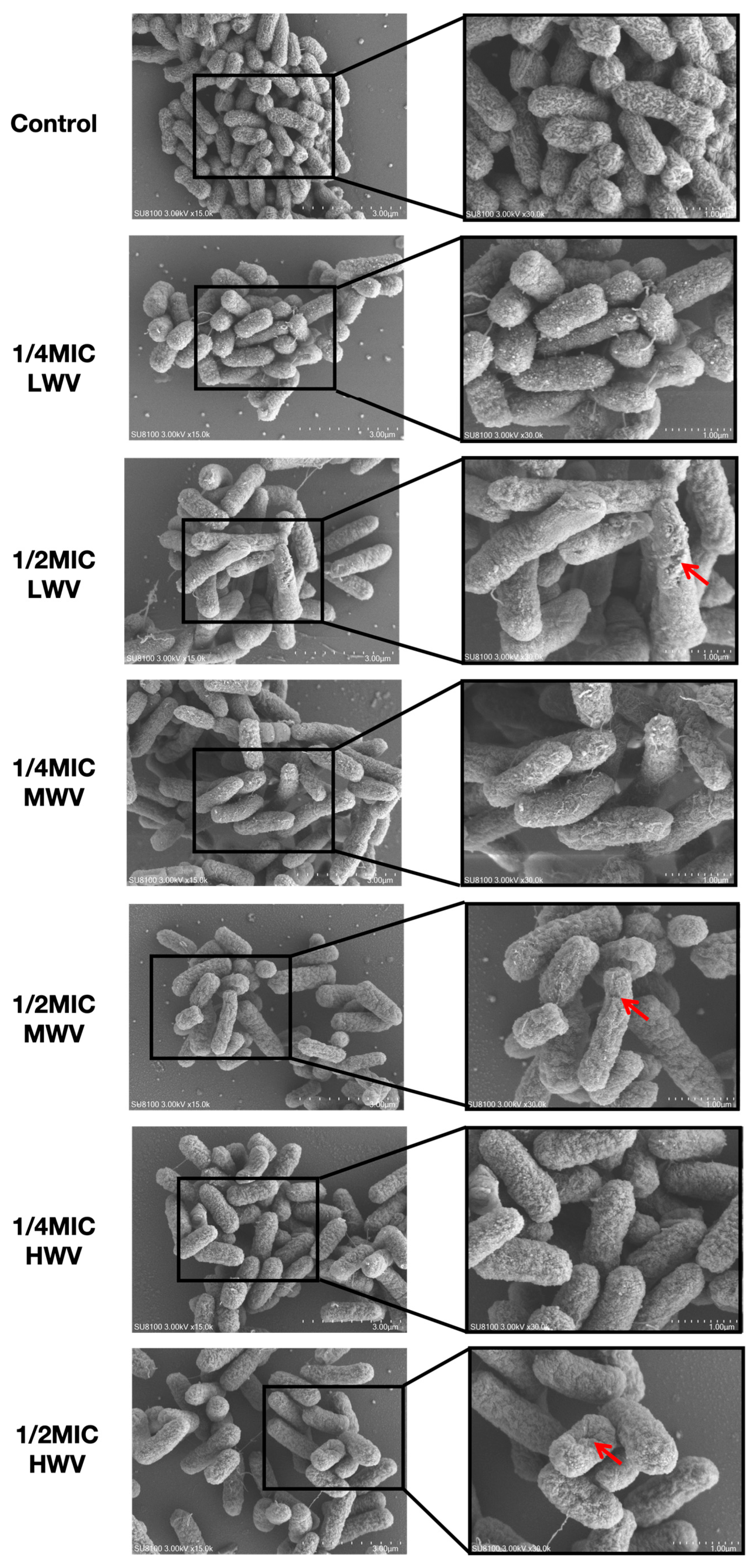 Biology 13 00912 g004