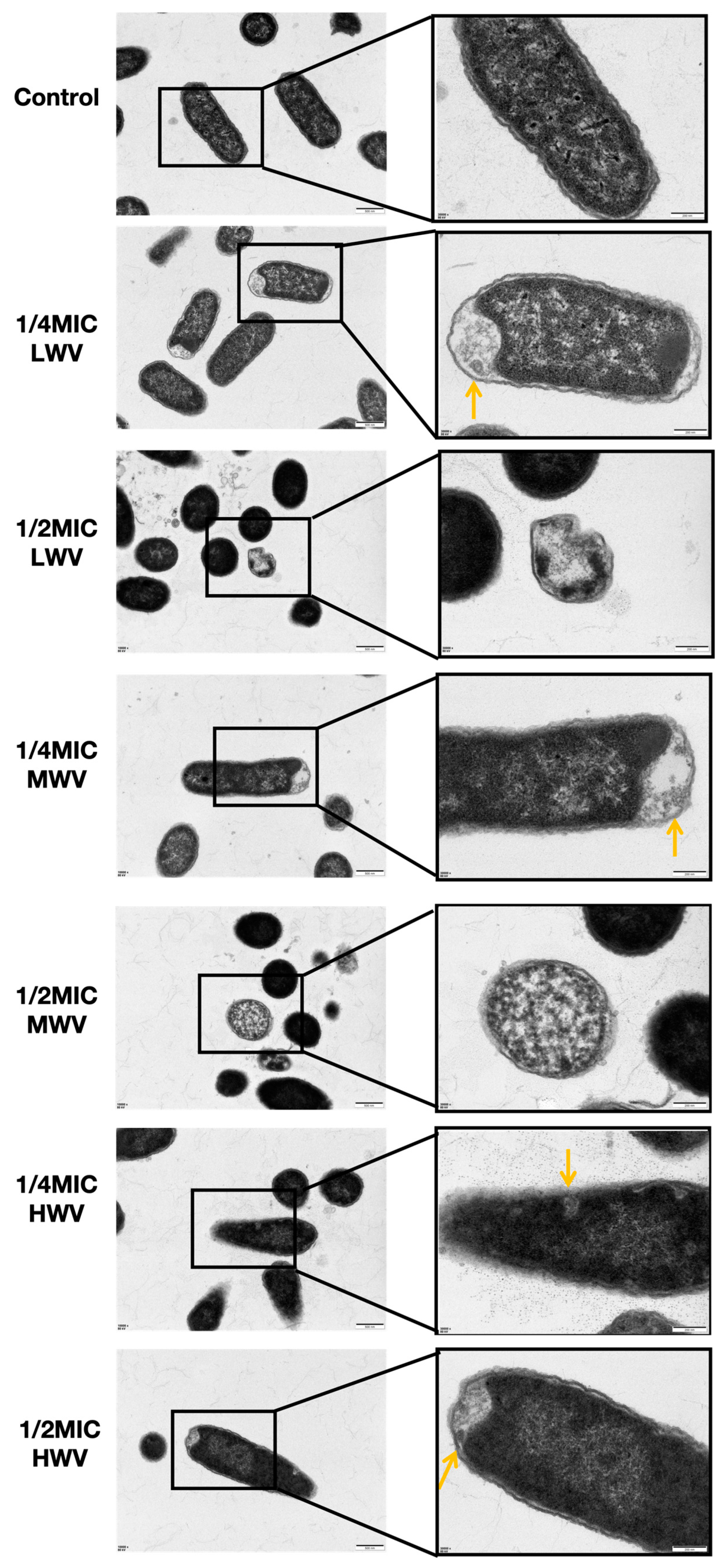 Biology 13 00912 g005