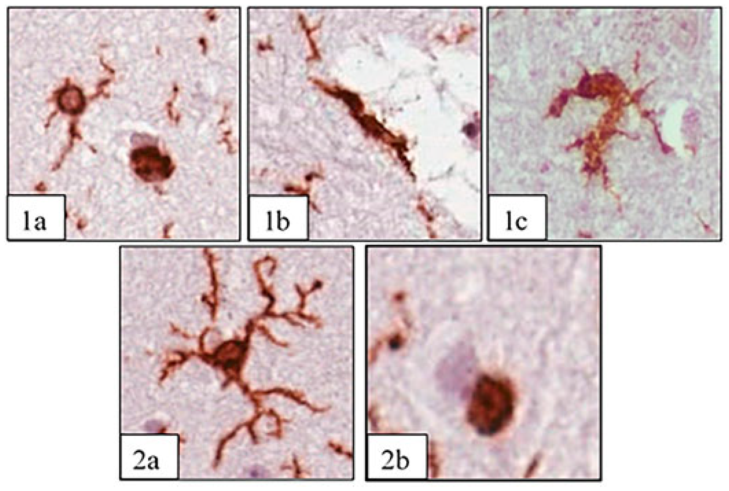 Biology 13 00917 g001