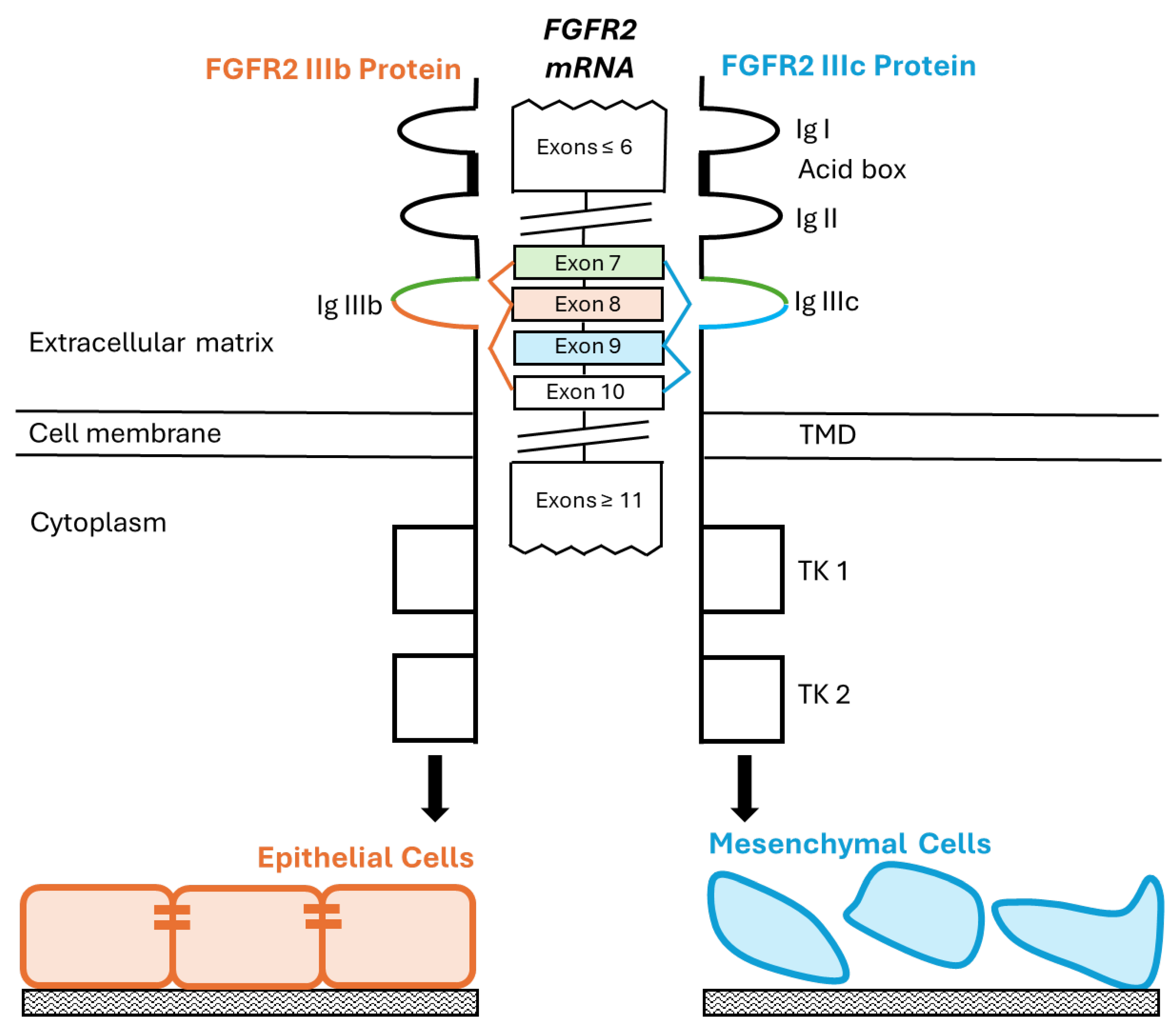 Biology 13 00920 g001