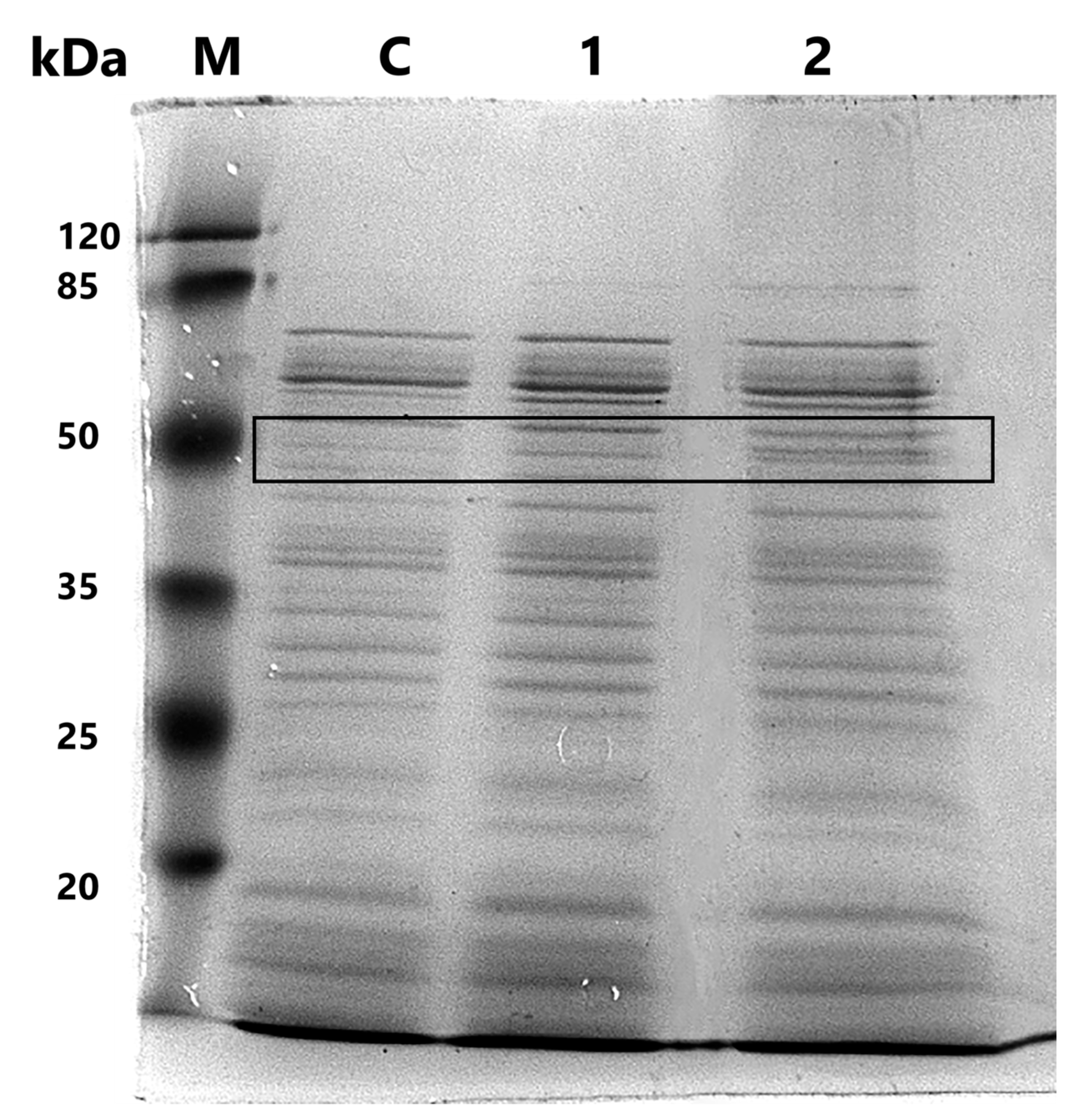 Biology 13 00925 g004