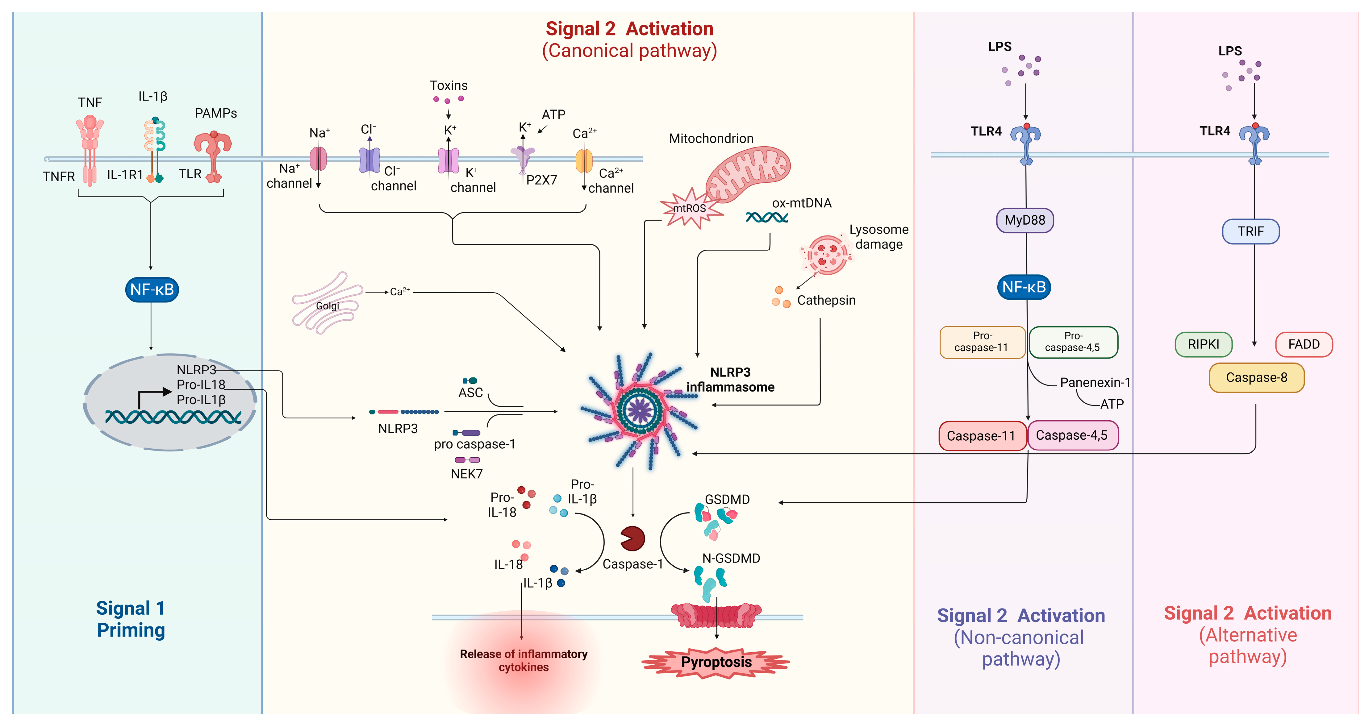 Biology 13 00945 g001