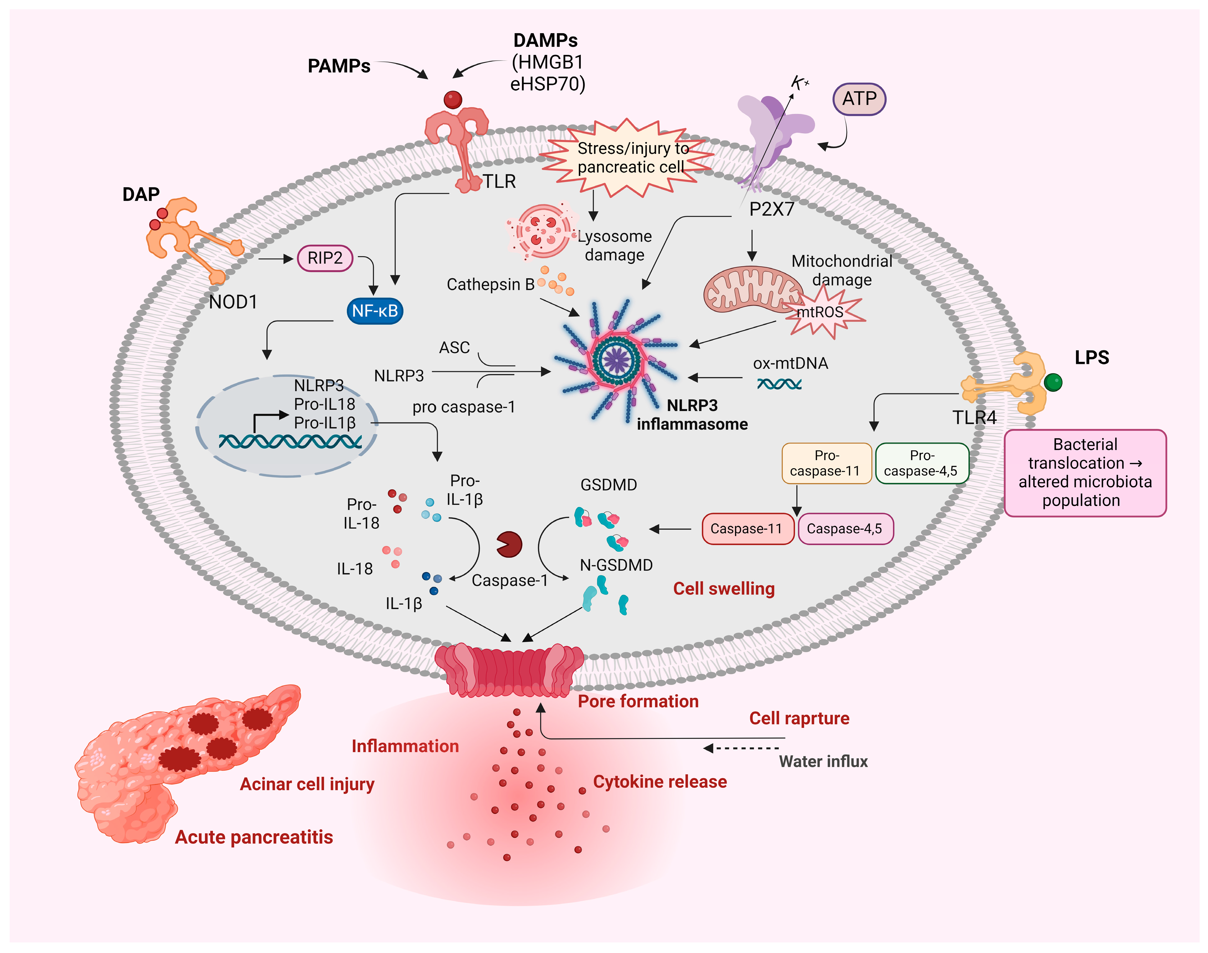 Biology 13 00945 g002