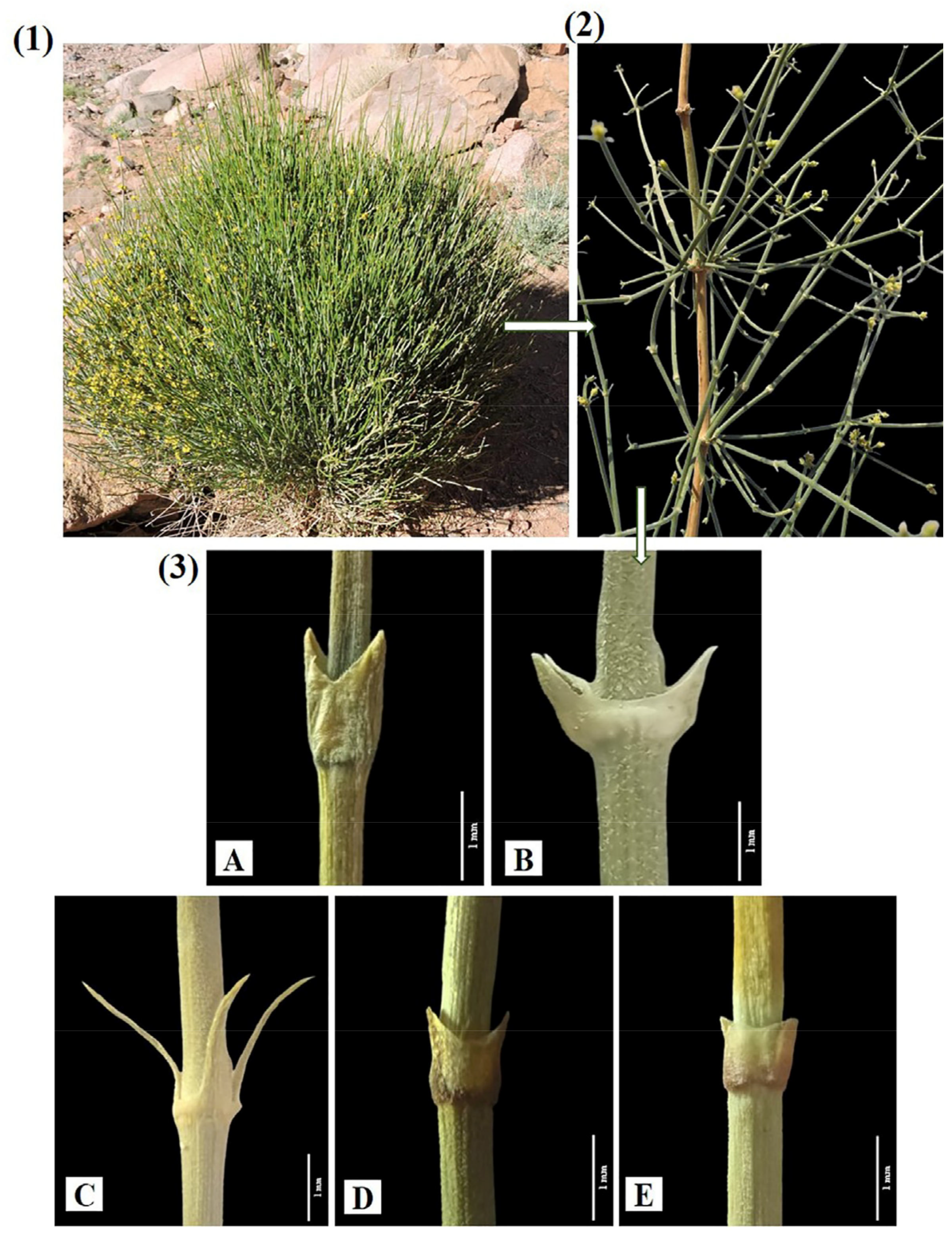 Biology 13 00947 g001