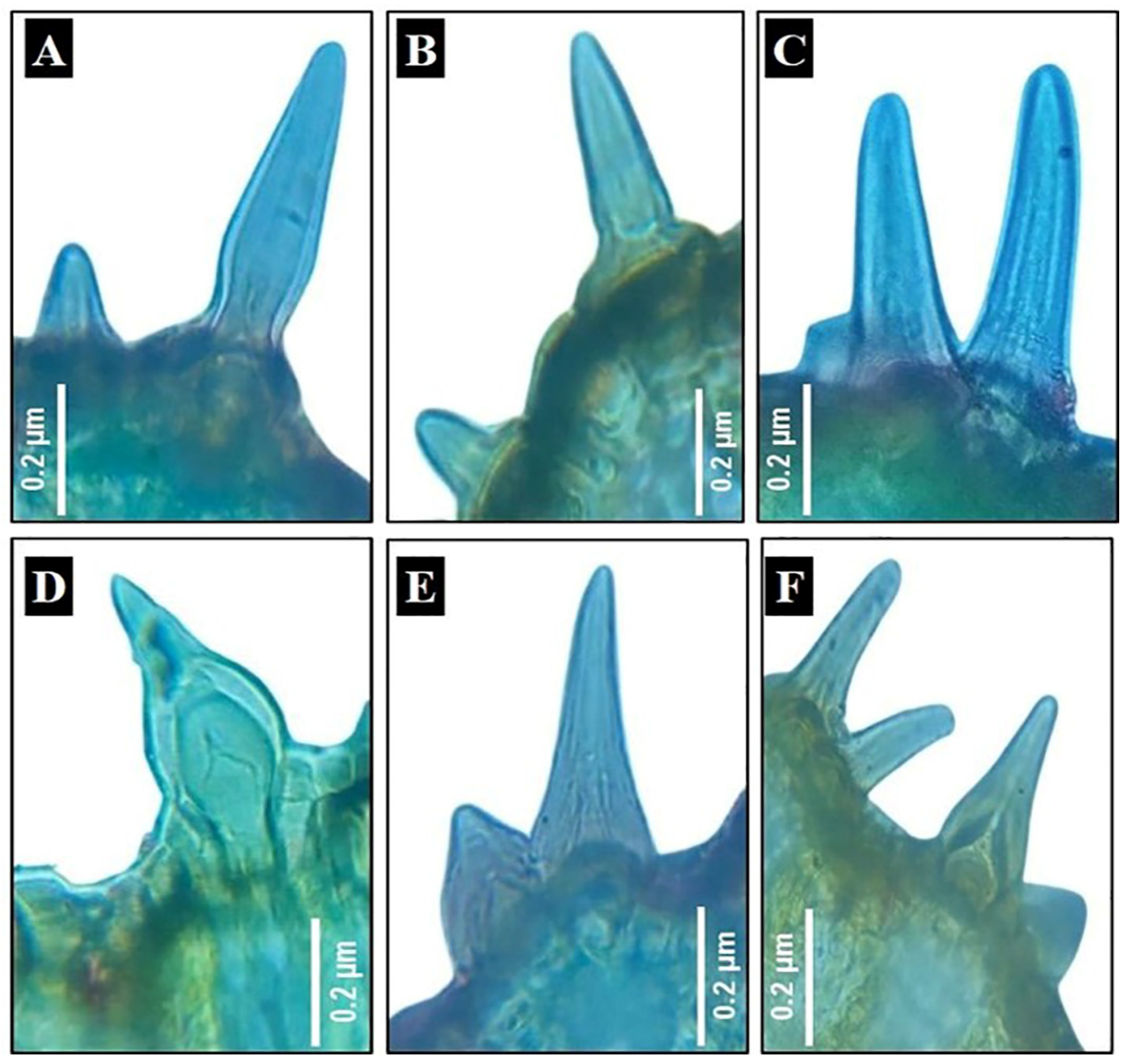 Biology 13 00947 g003