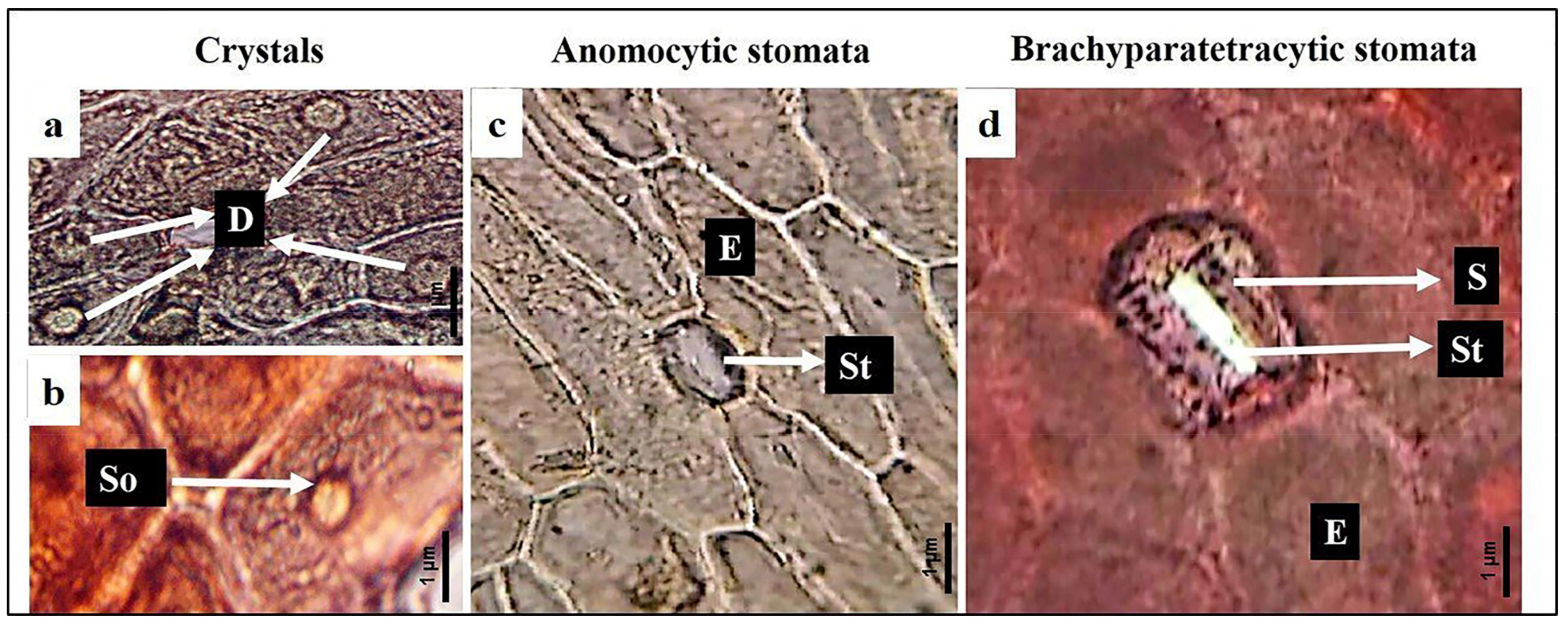 Biology 13 00947 g004