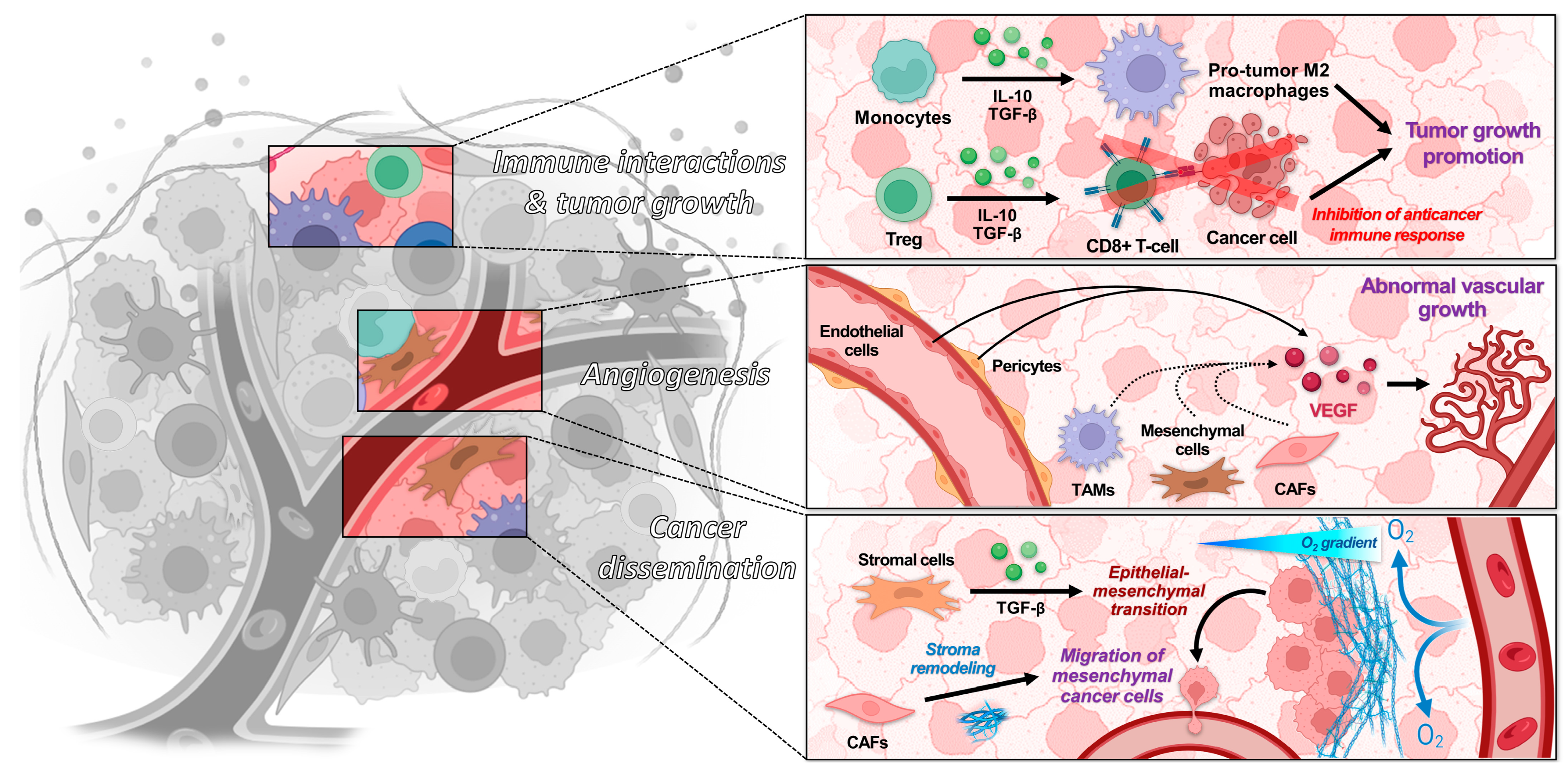 Biology 13 00967 g002