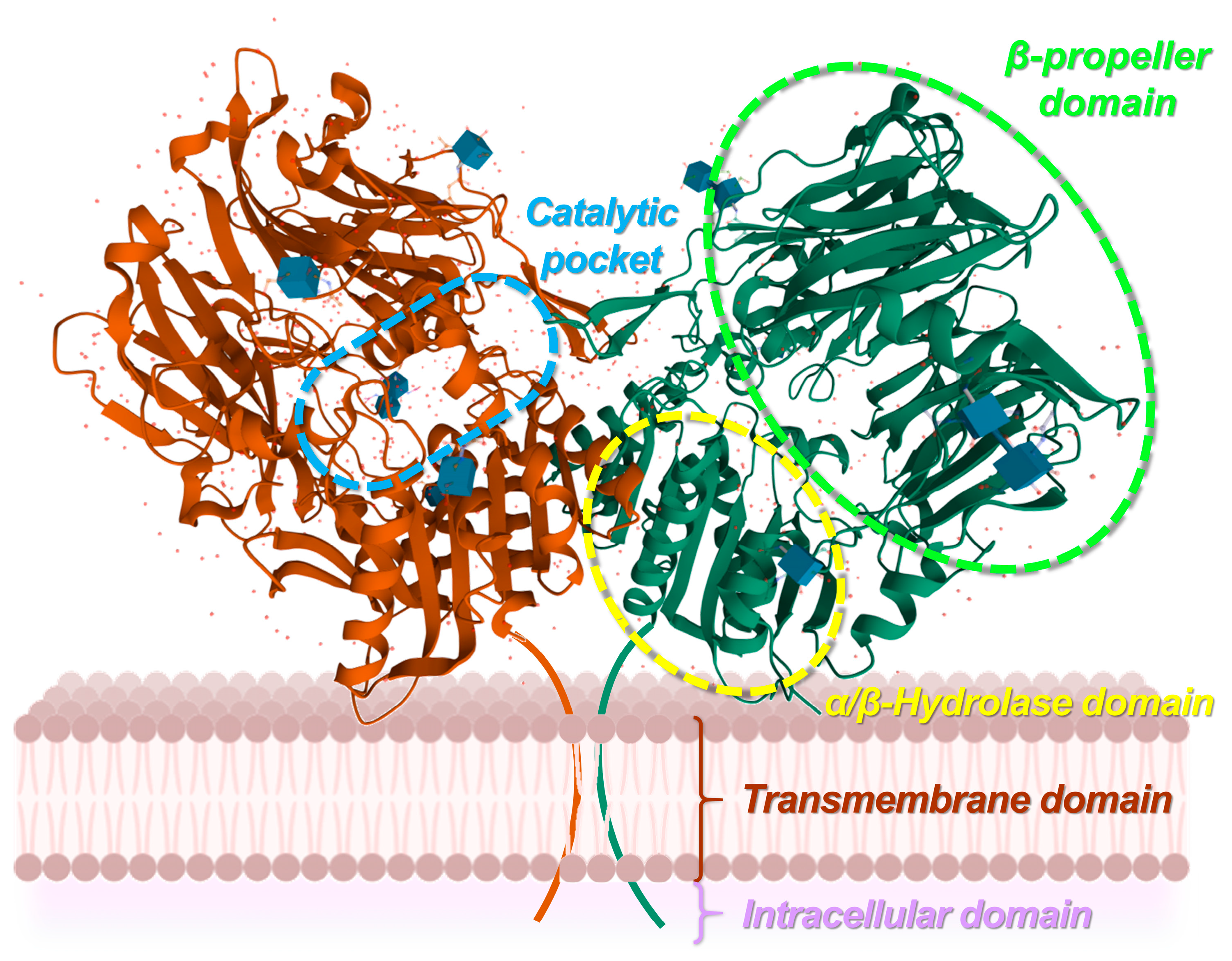 Biology 13 00967 g006