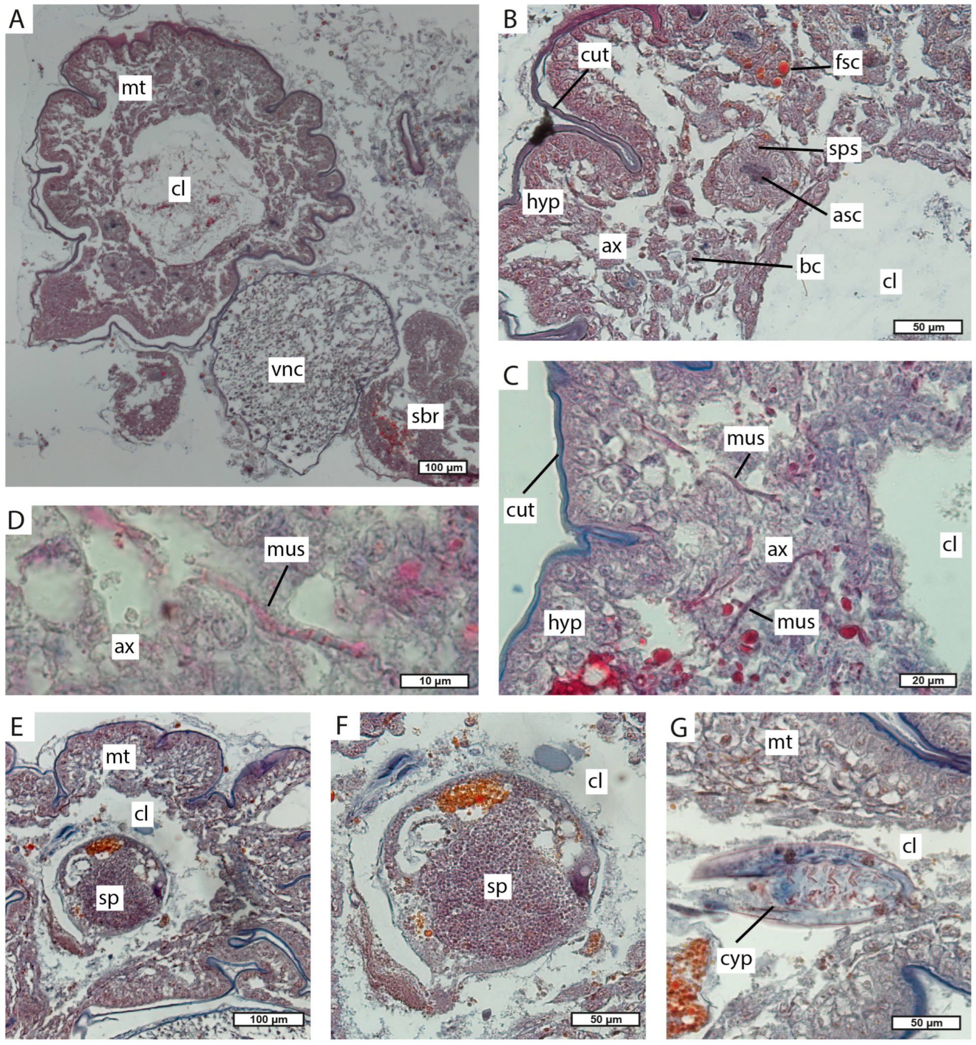 Biology 13 00968 g008