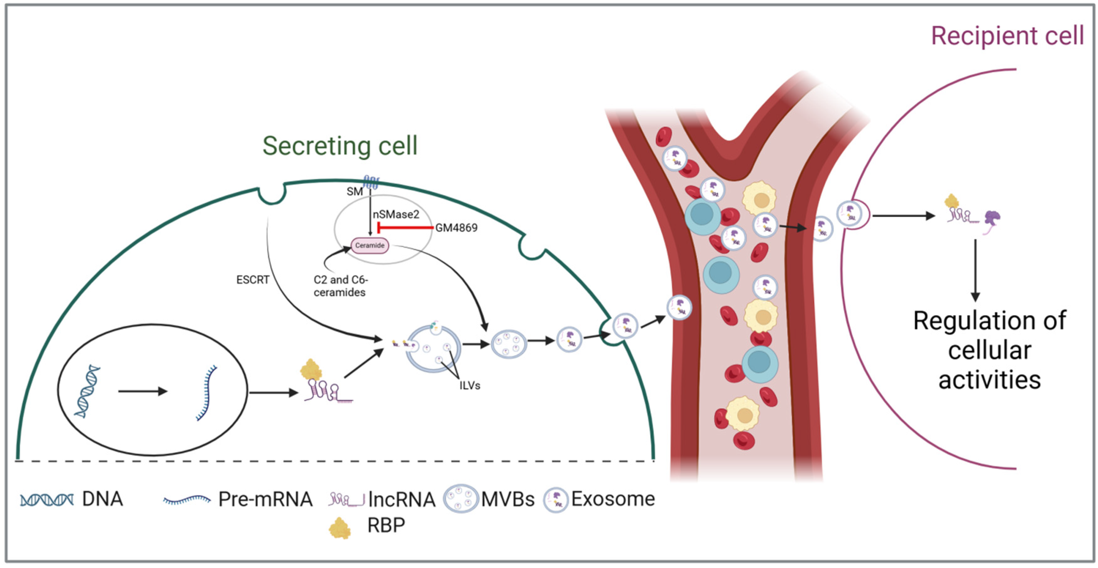 Biology 13 00976 g001