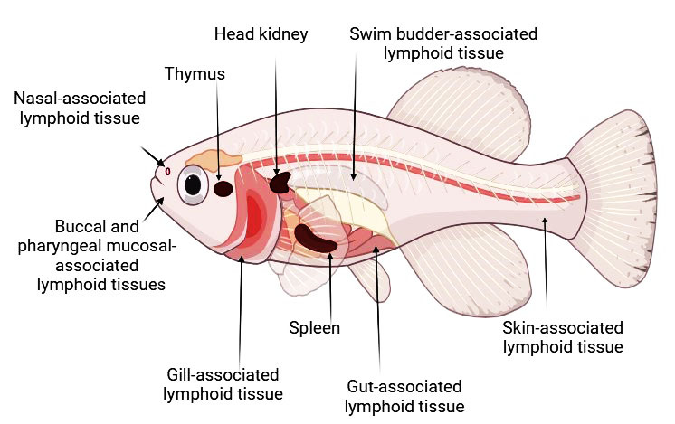 Biology 13 00980 g001