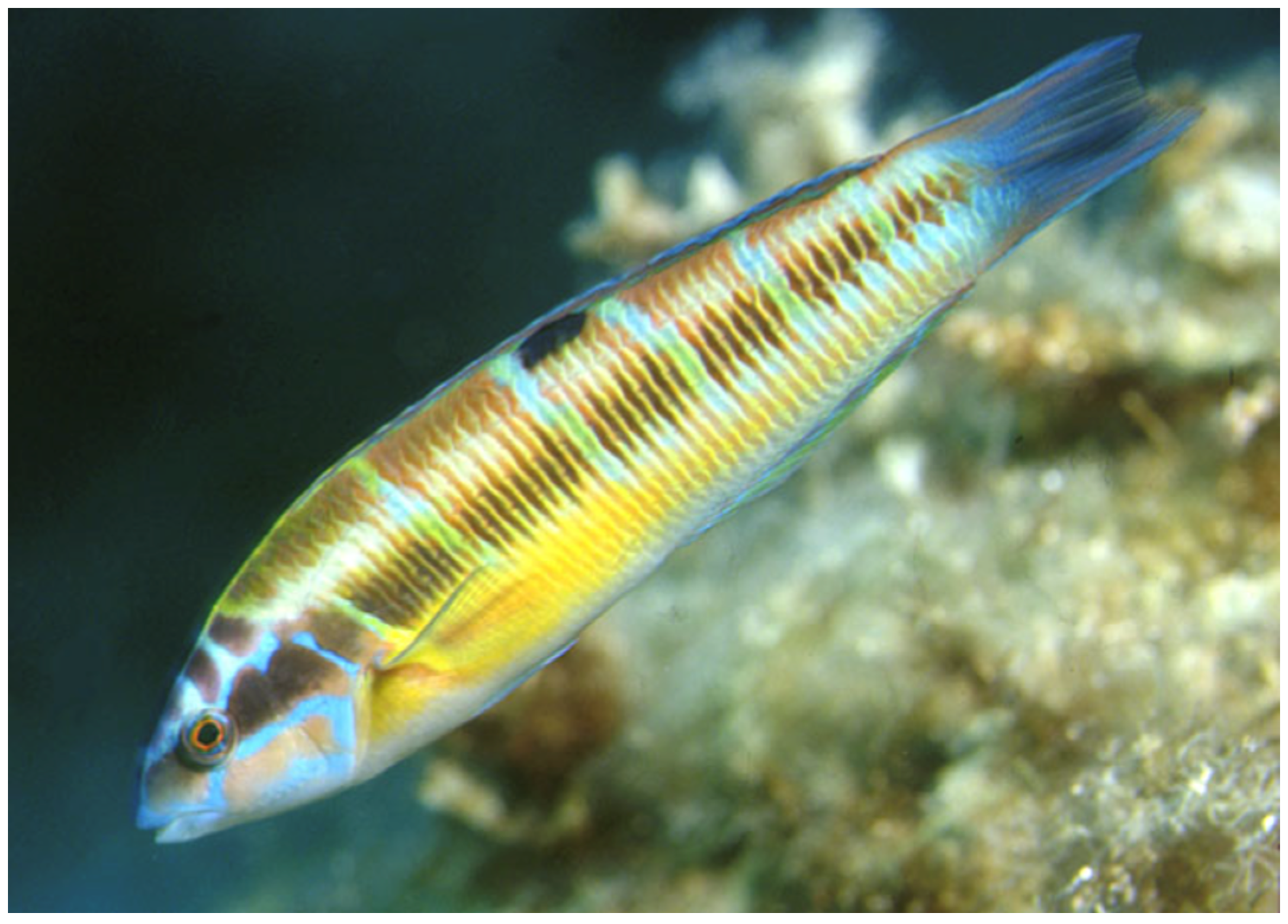 Biology 13 00987 g003