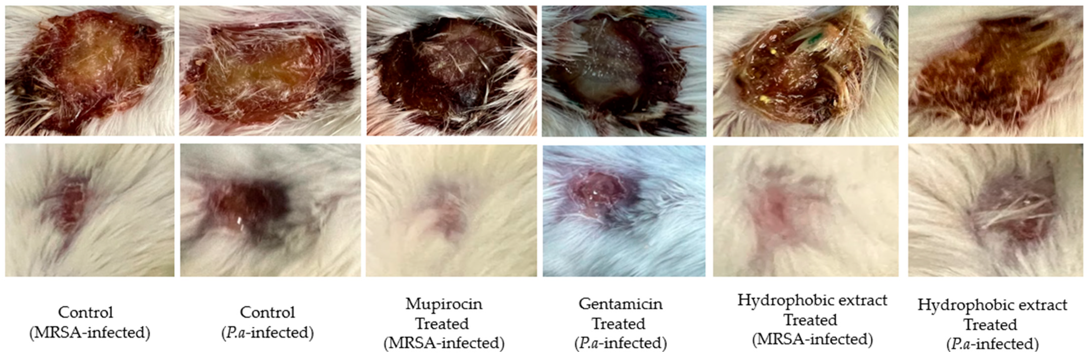 Biology 13 00991 g008