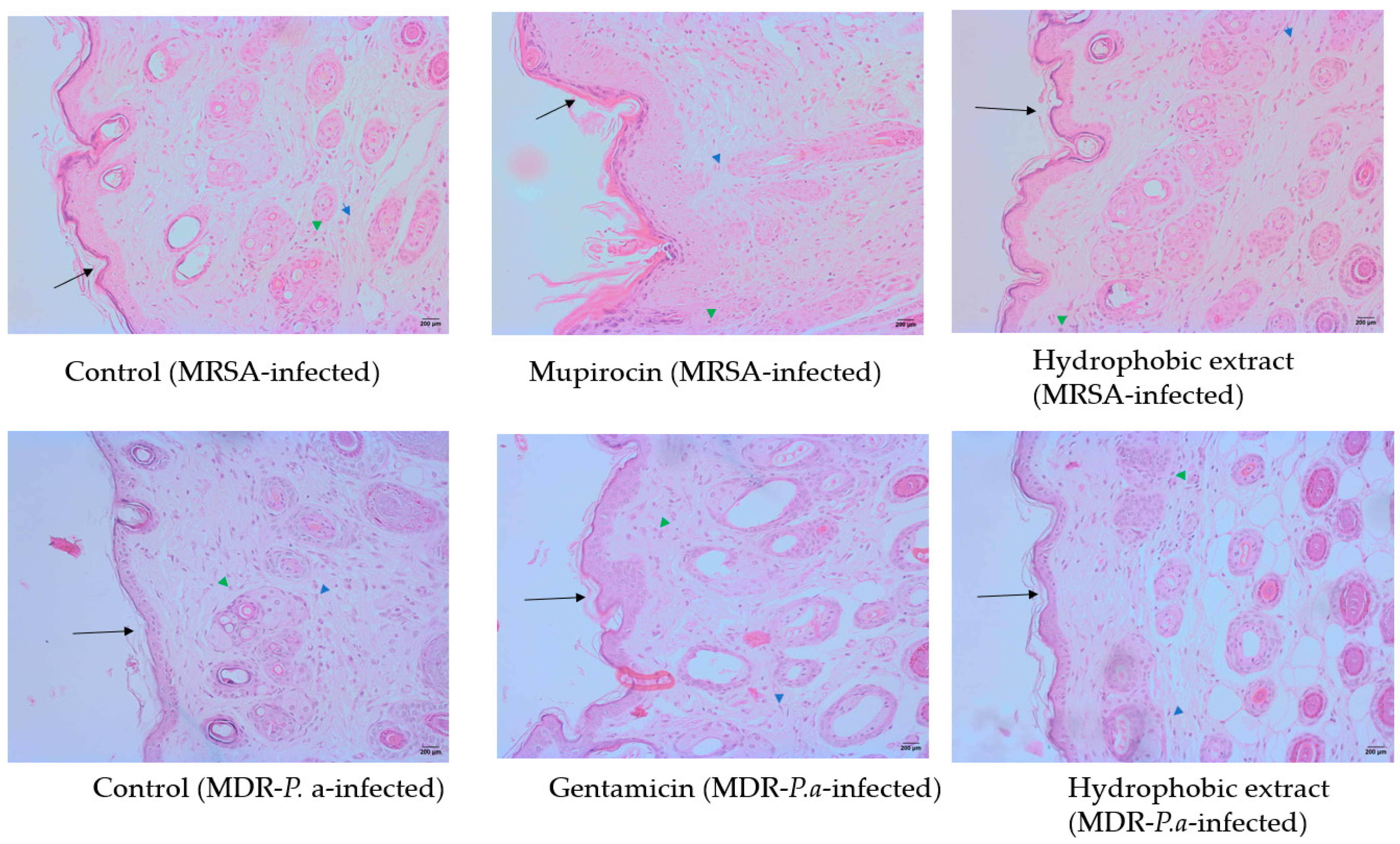 Biology 13 00991 g009