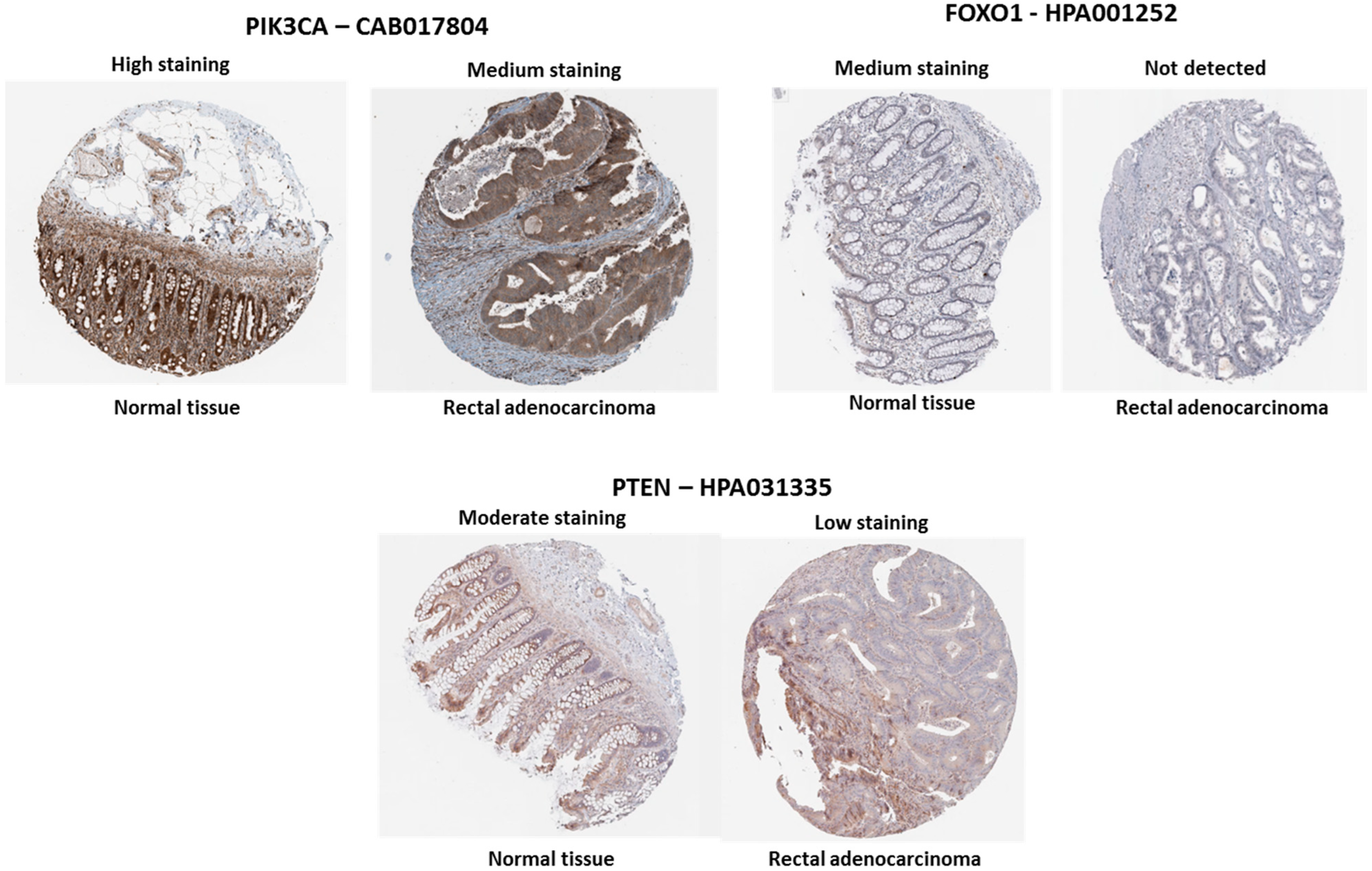Biology 13 01007 g005 Biology 13 01007 g005